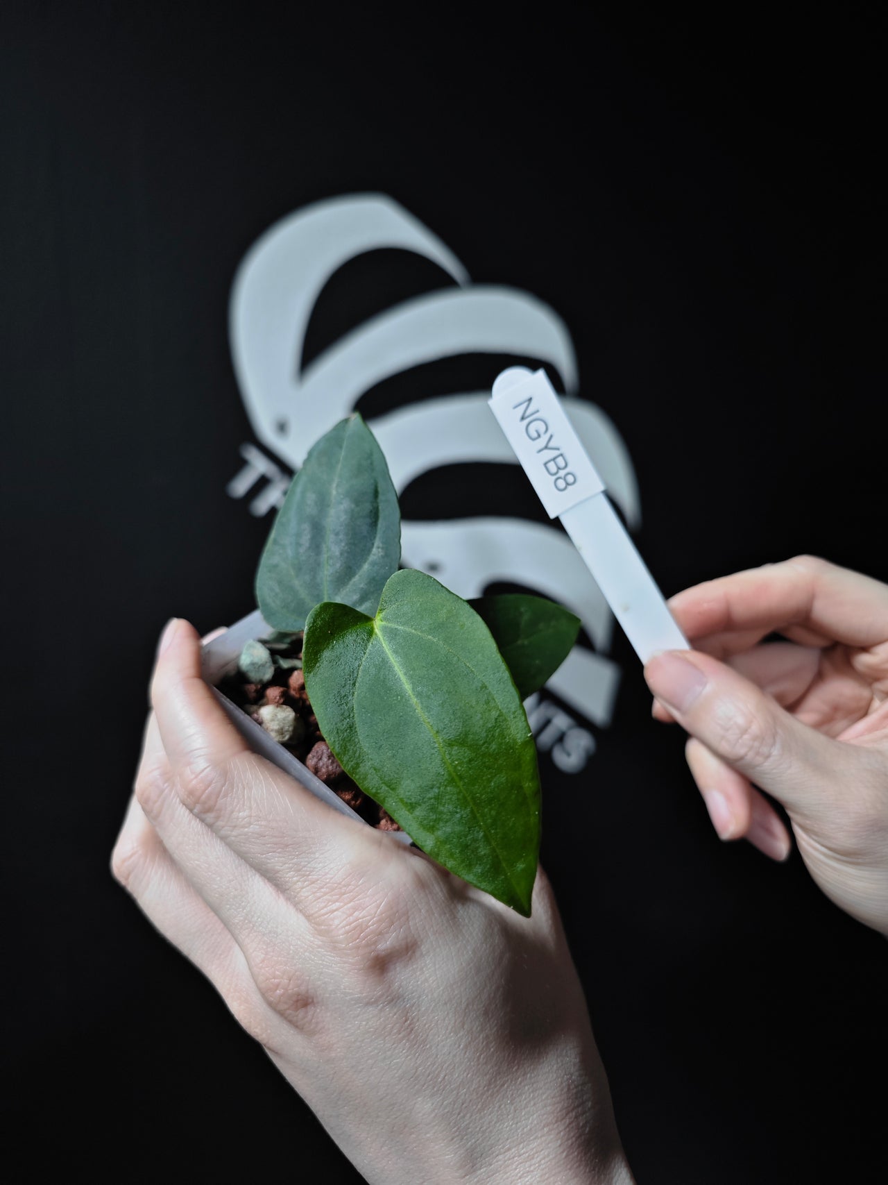 Anthurium Papilliaminum Variegated X Papilliaminum Guna Yala Seeding