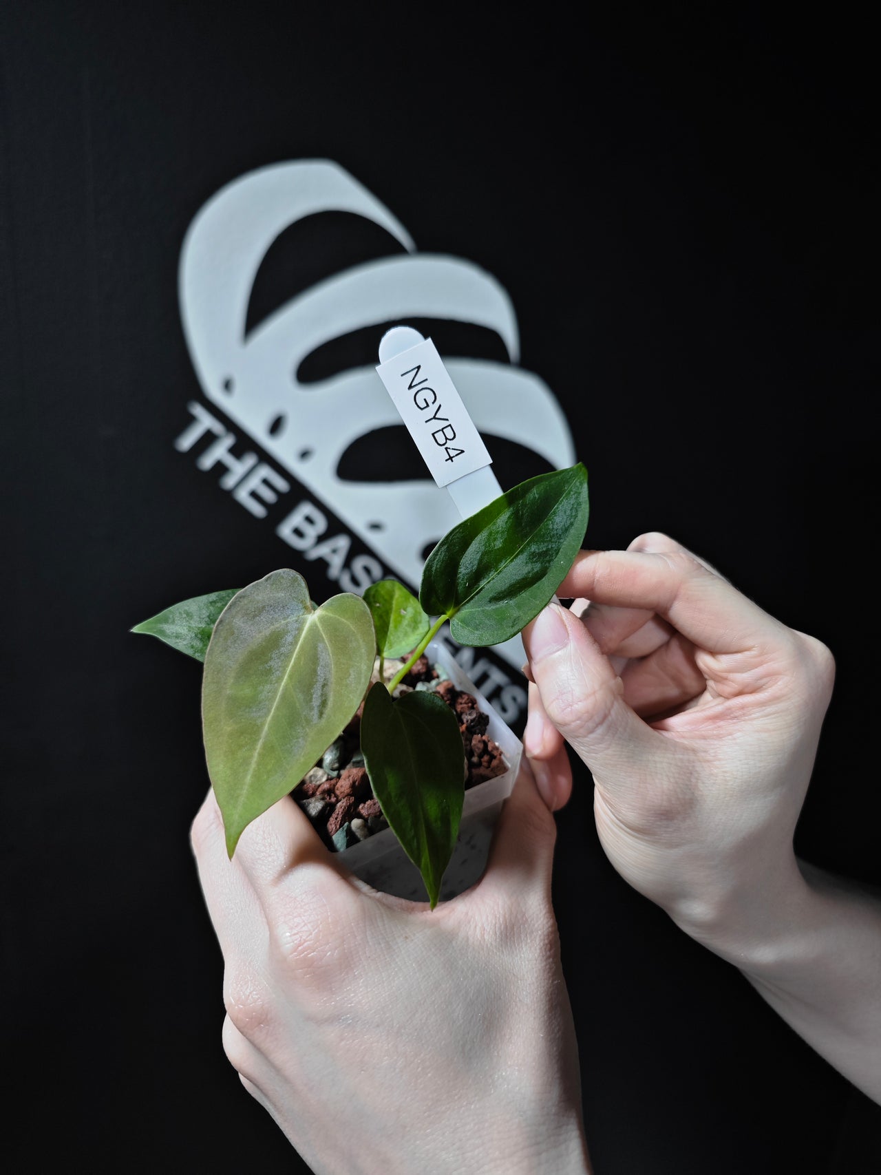 Anthurium Papilliaminum Variegated X Papilliaminum Guna Yala Seeding