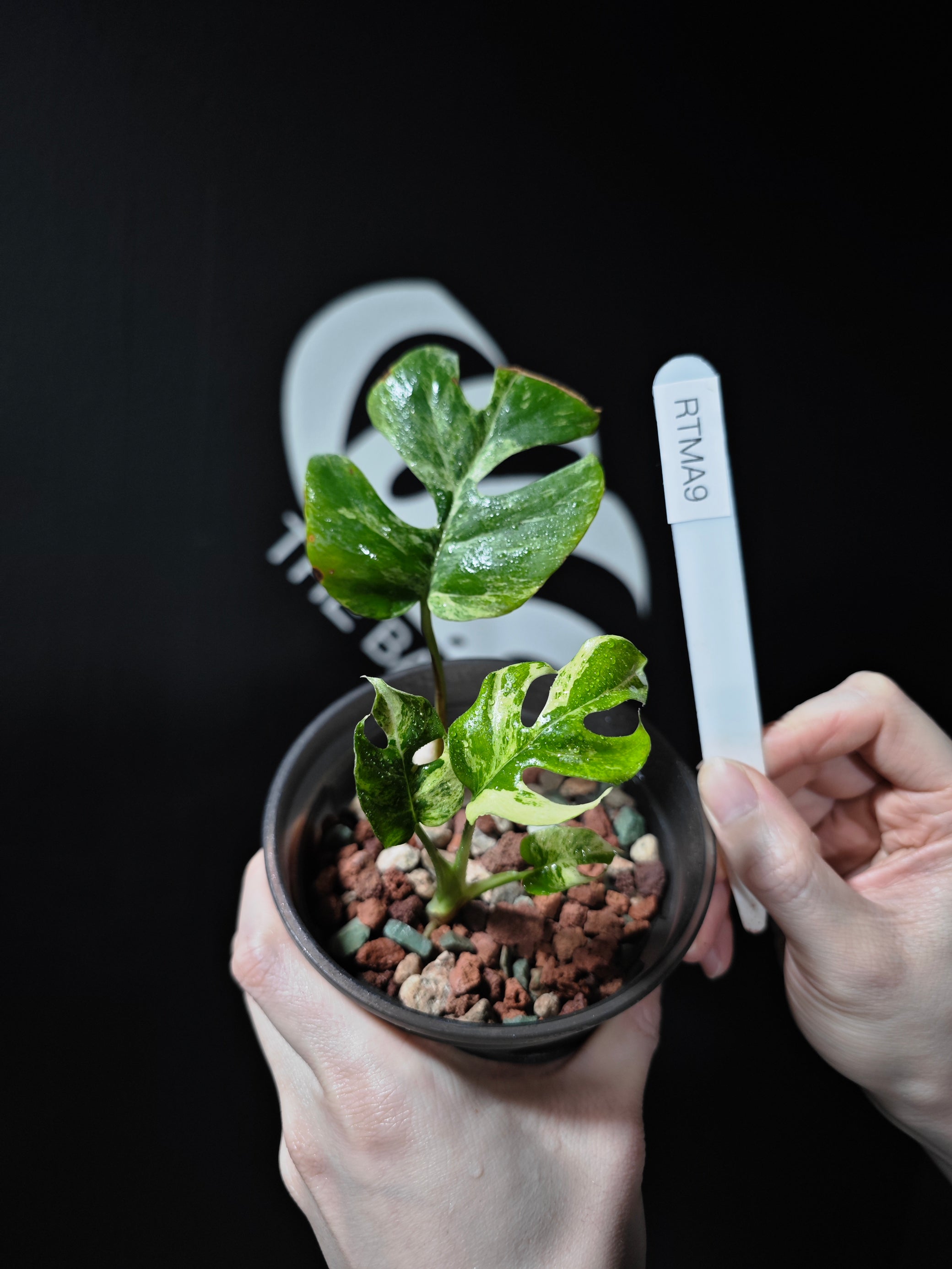 rhaphidophora tetrasperma potting mix Rhaphidophora Tetrasperma migma Variegated