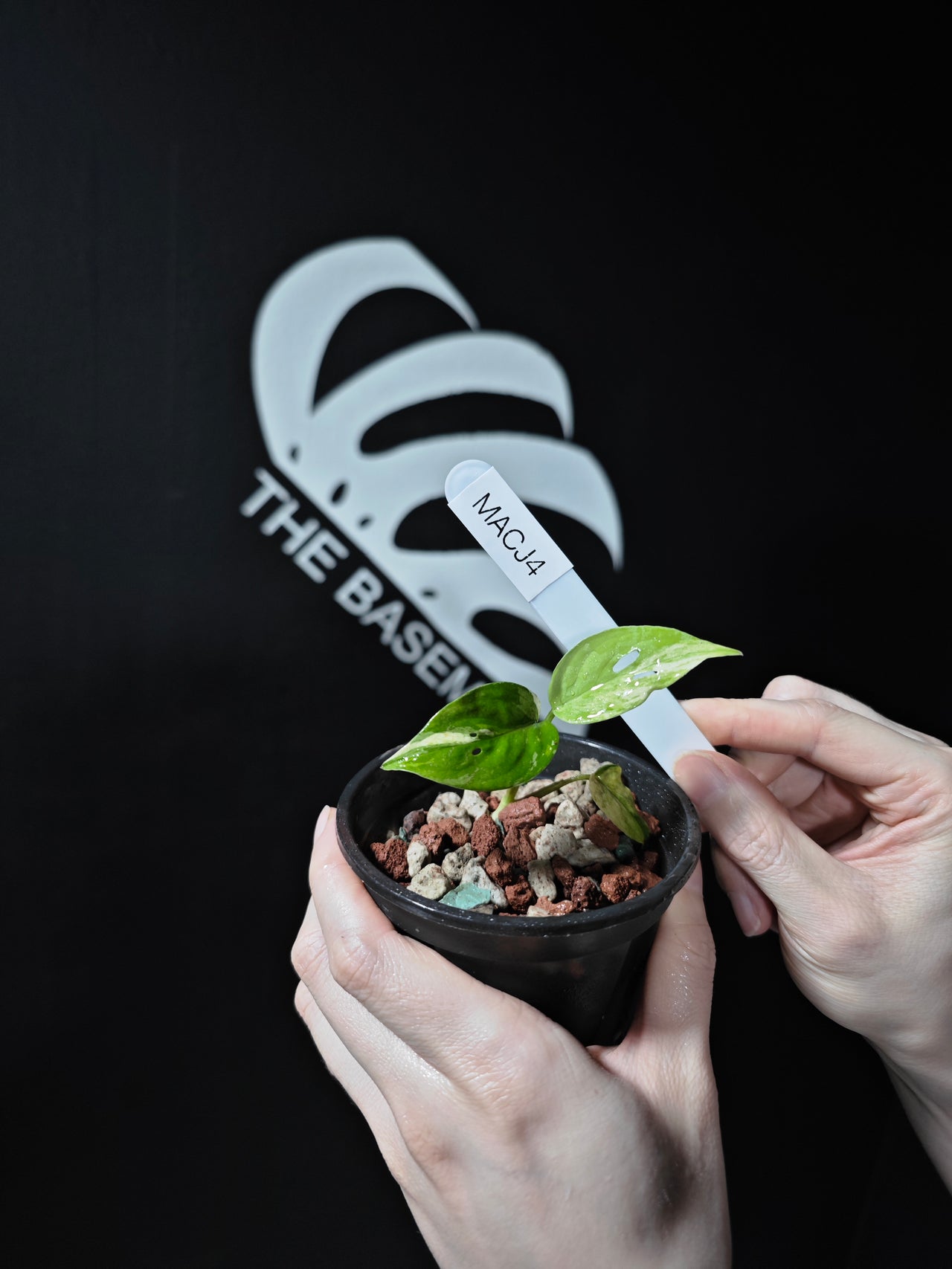 Monstera Acuminata Mint