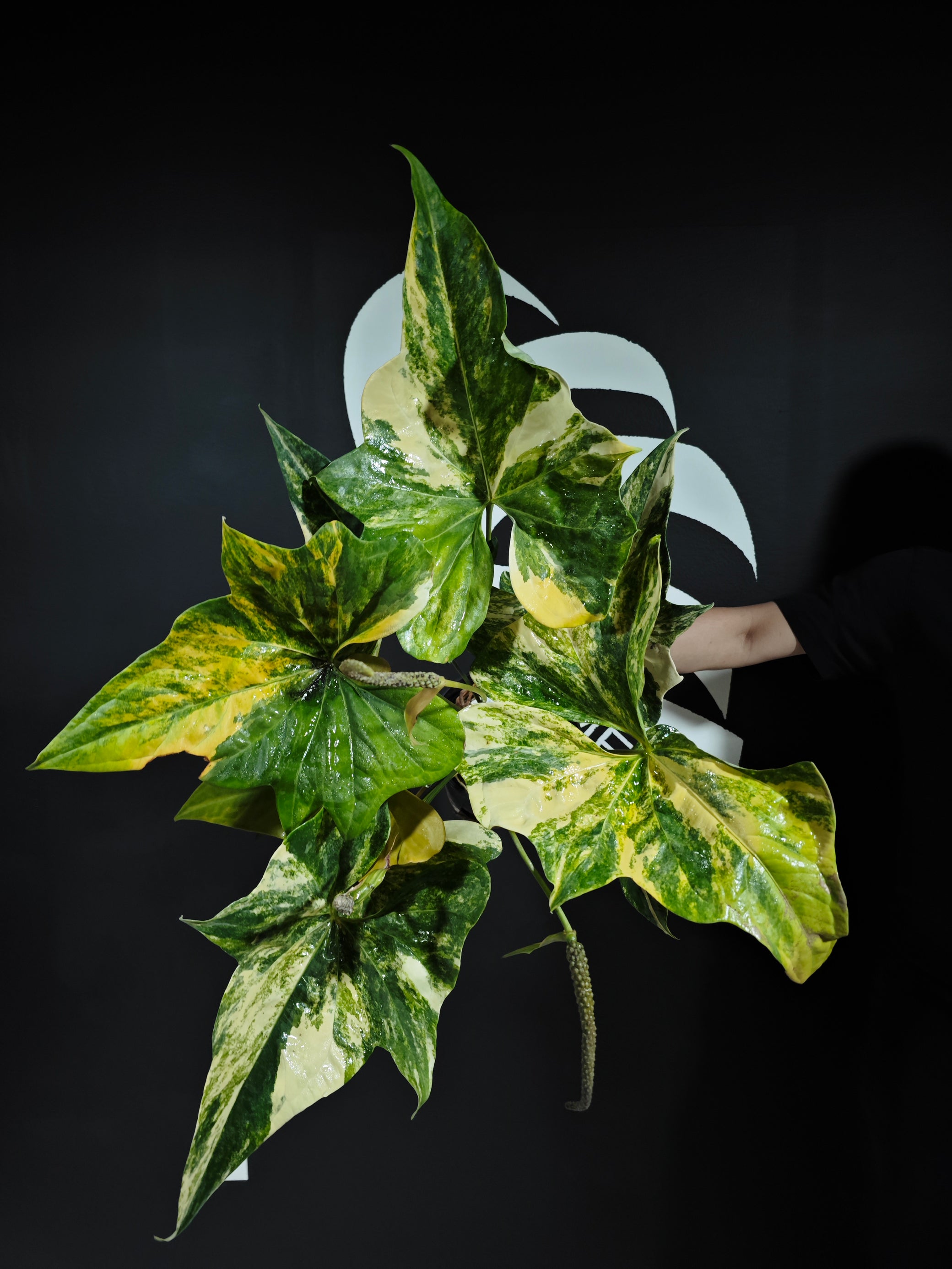 pterodactyl anthurium Anthurium Pterodactyl Variegated