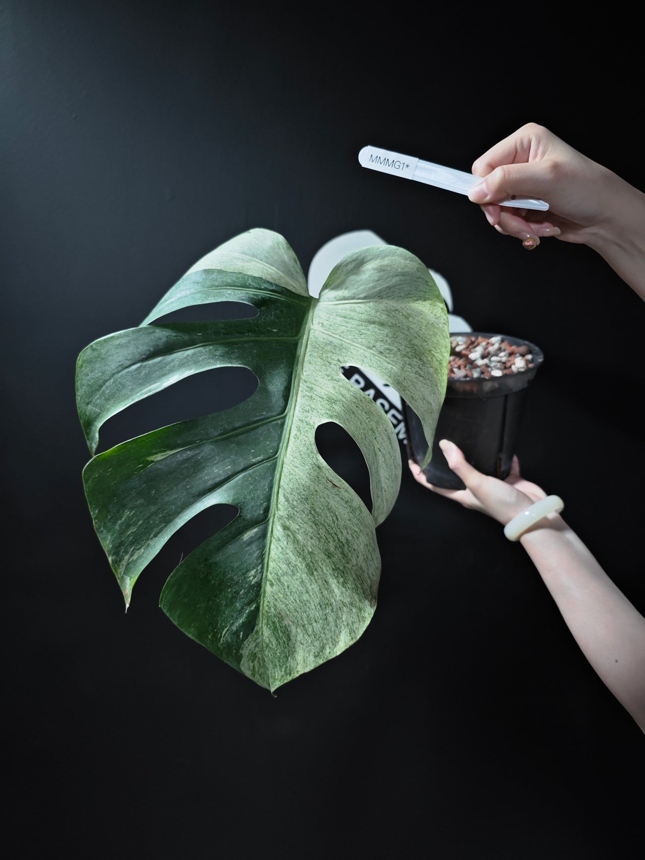 Monstera NOID Jungle Mint