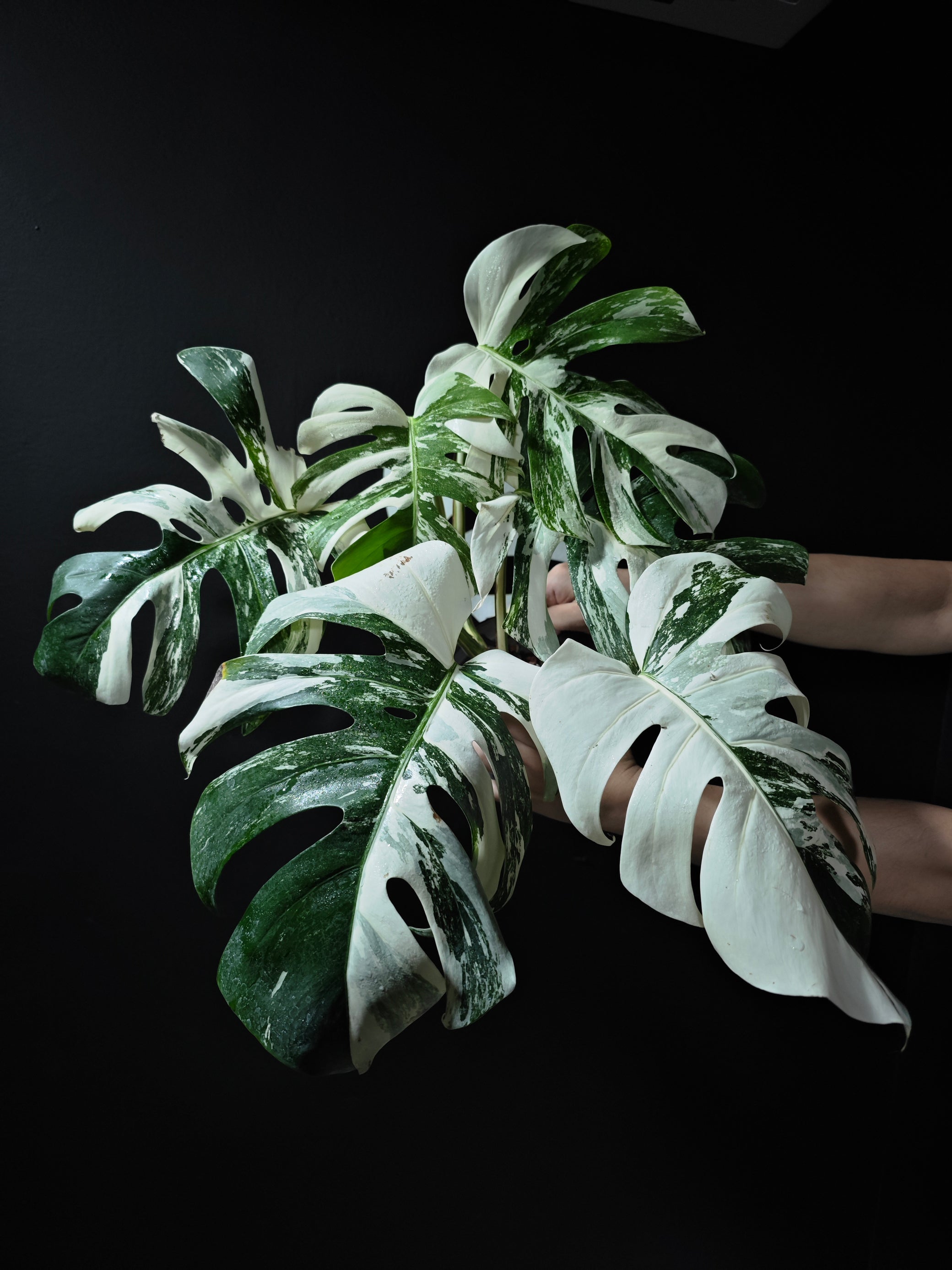 monstera deliciosa 'albo borsigiana Monstera Borsigiana Albo