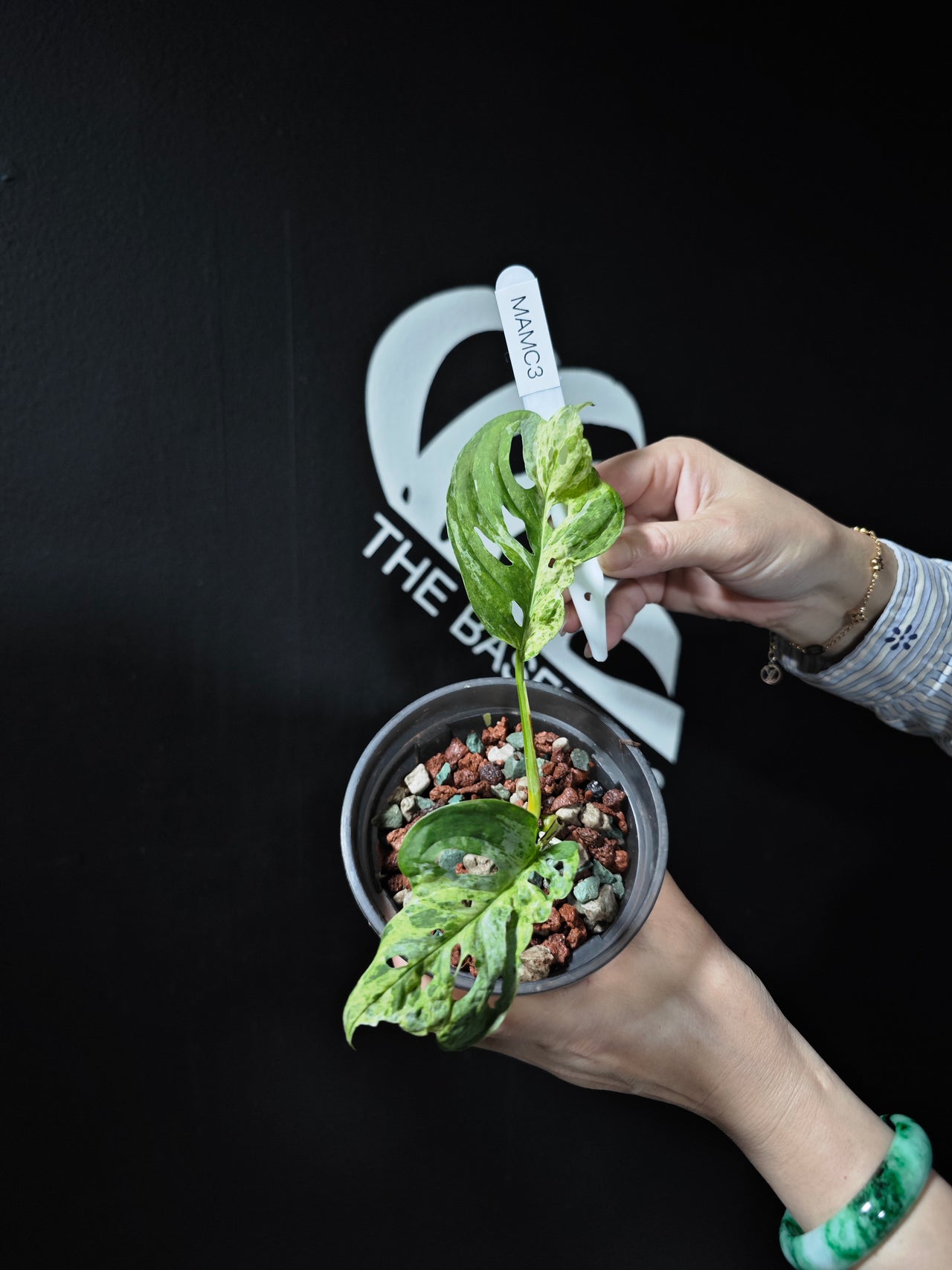 Monstera Acuminata Mottled