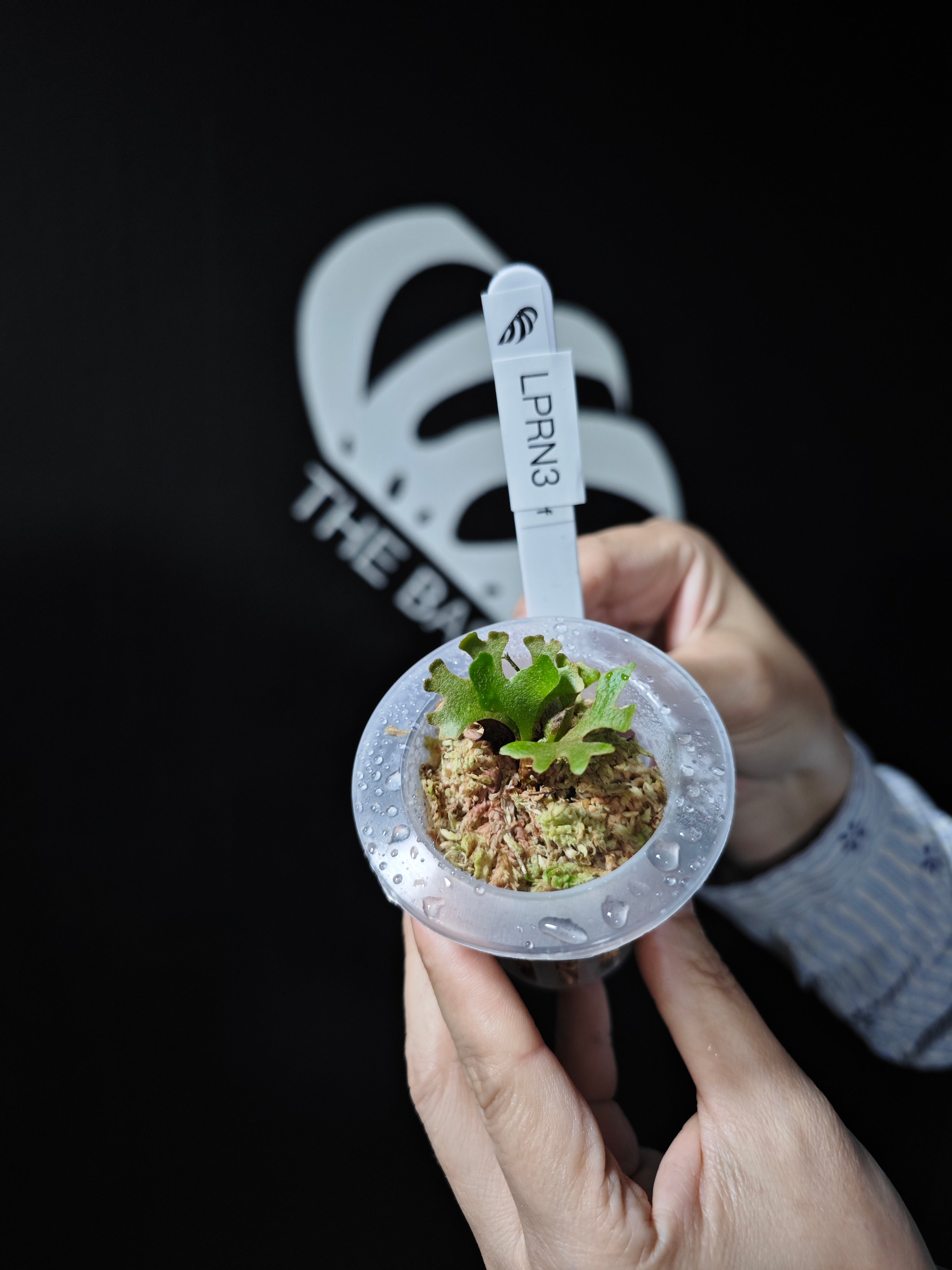 Platycerium Ridleyi Dwarf Plant | Rare, Collectible – HCorchids