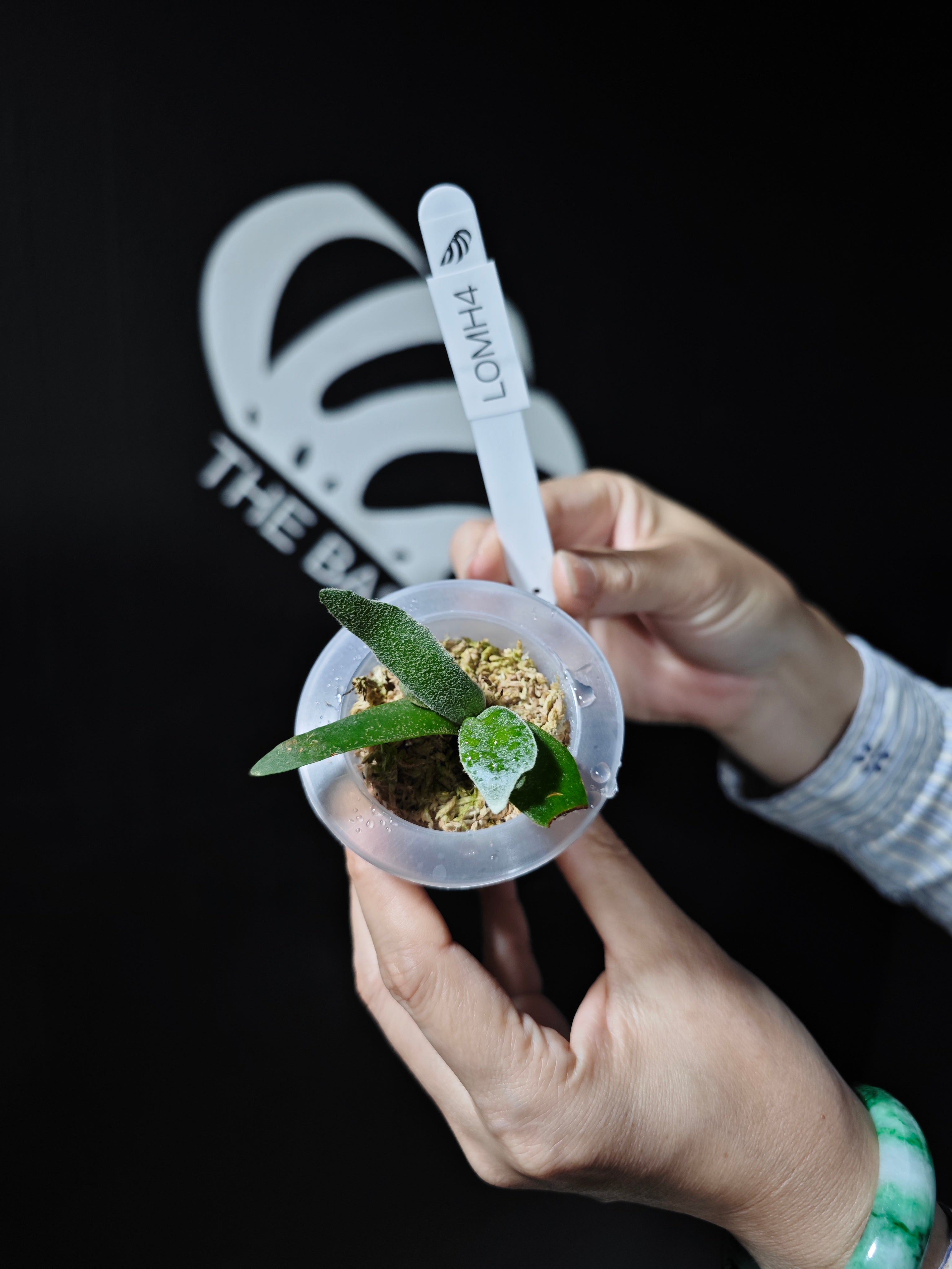 ビカクシダ willncky dwarf OMG sp Amazon.co.jp: P.willinckii OMG