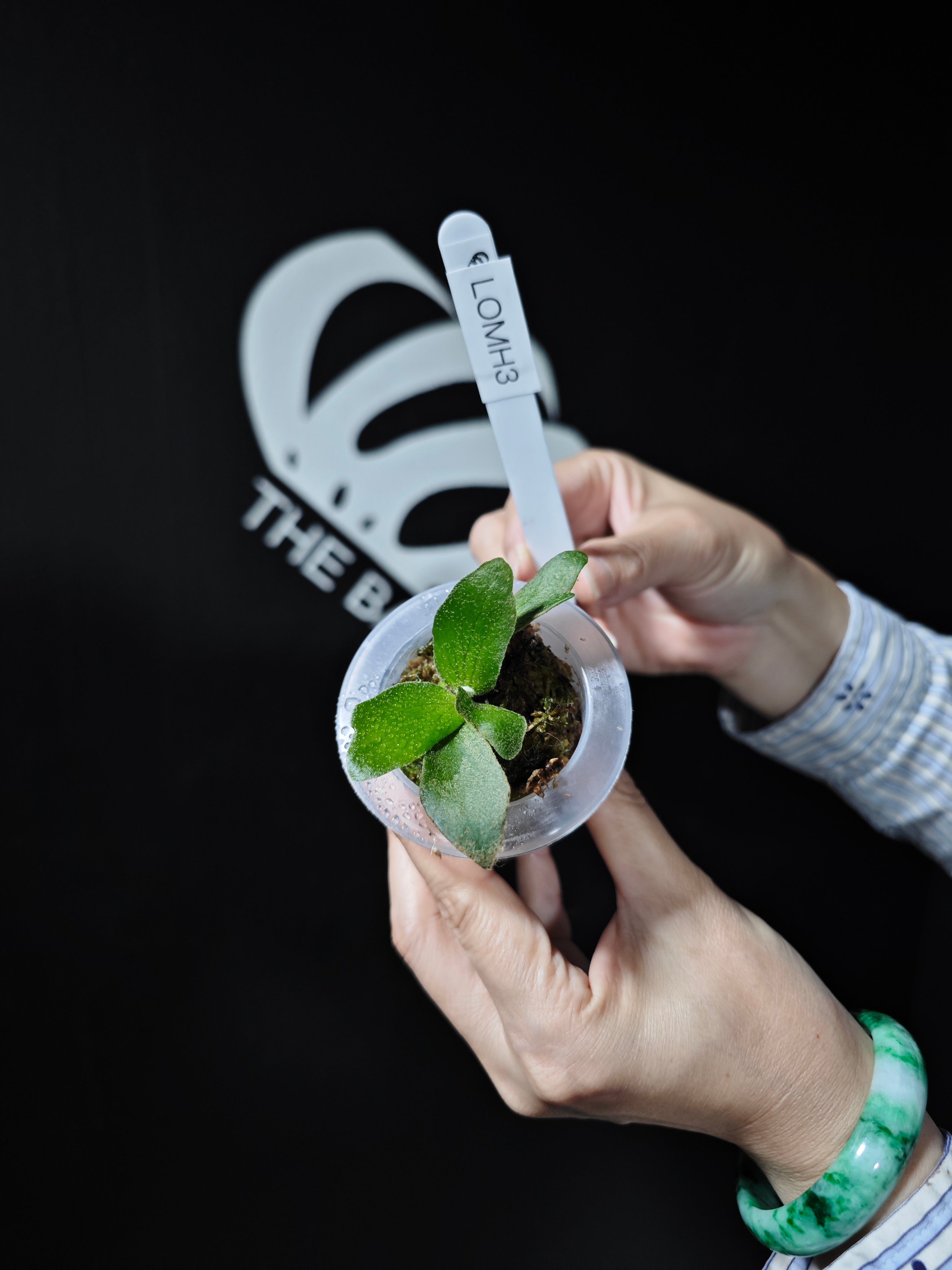 Platycerium Willinckii Dwarf “OMG” Sporeling - thebasements.com