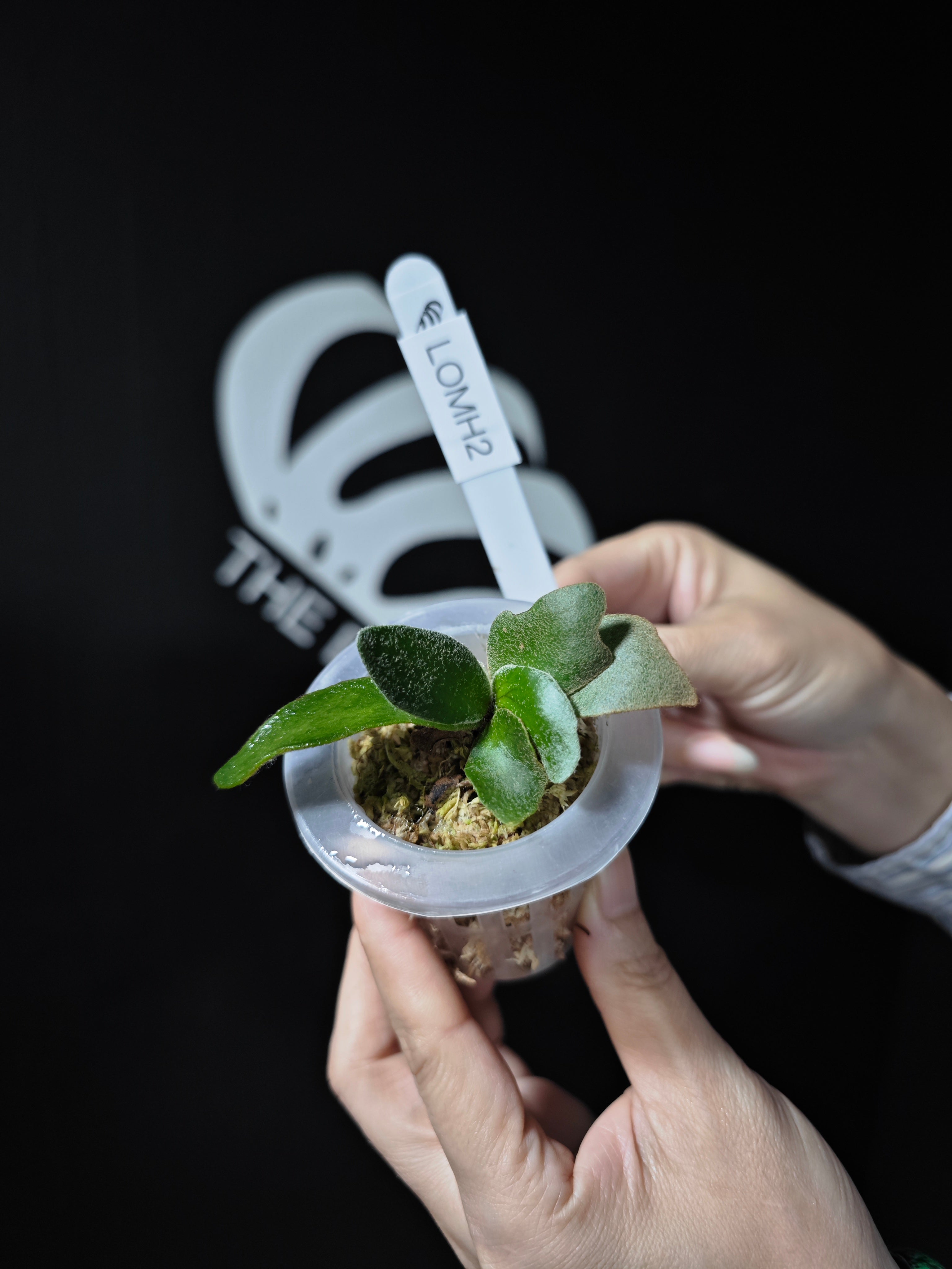 ビカクシダ P.willinckii OMG spore 2602 ビカクシダ P.willinckii OMG spore 2602 ☆ P. willinckii 'OMG