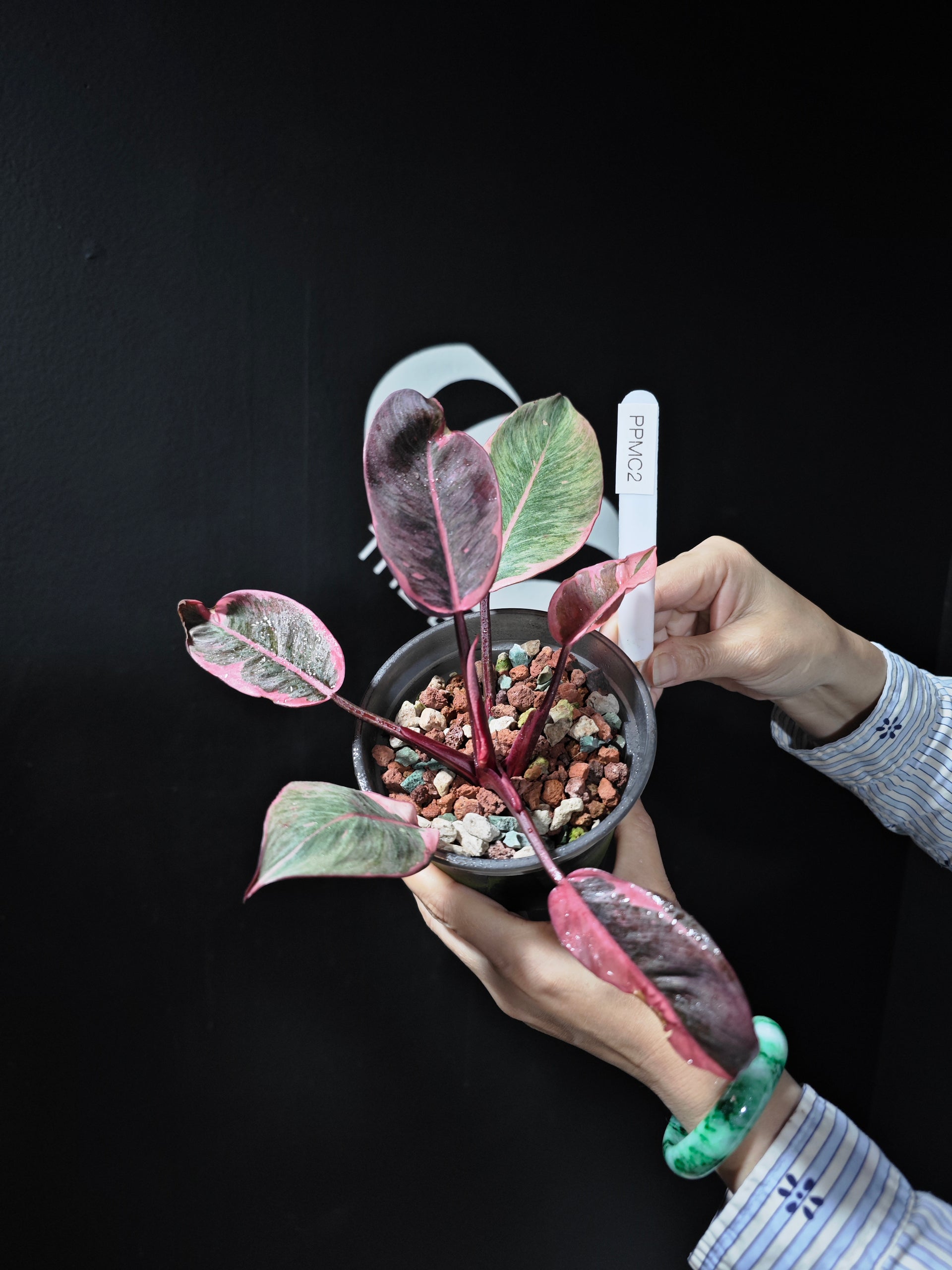 Philodendron Pink Princess Mutation