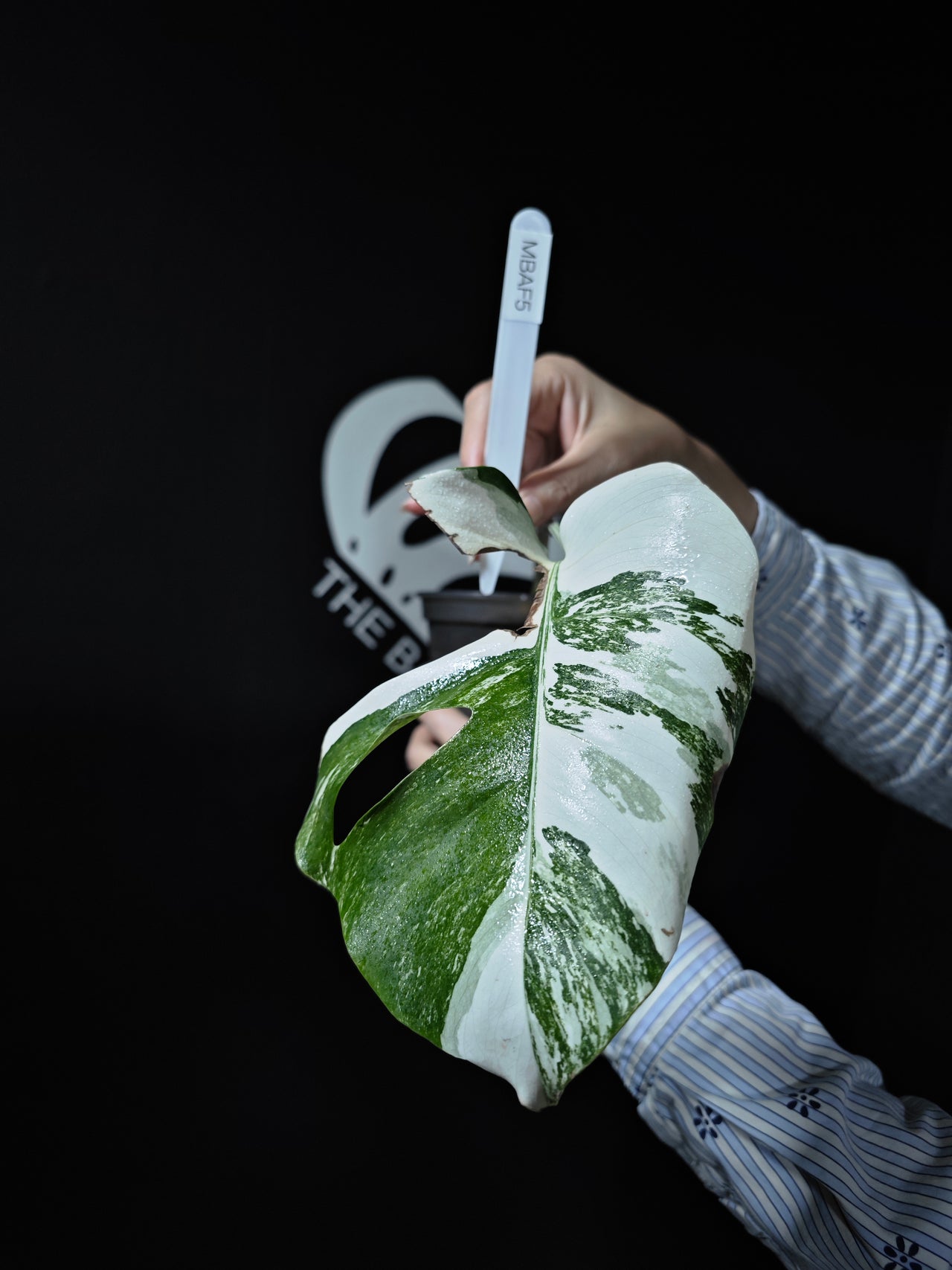 Monstera Borsigiana Albo