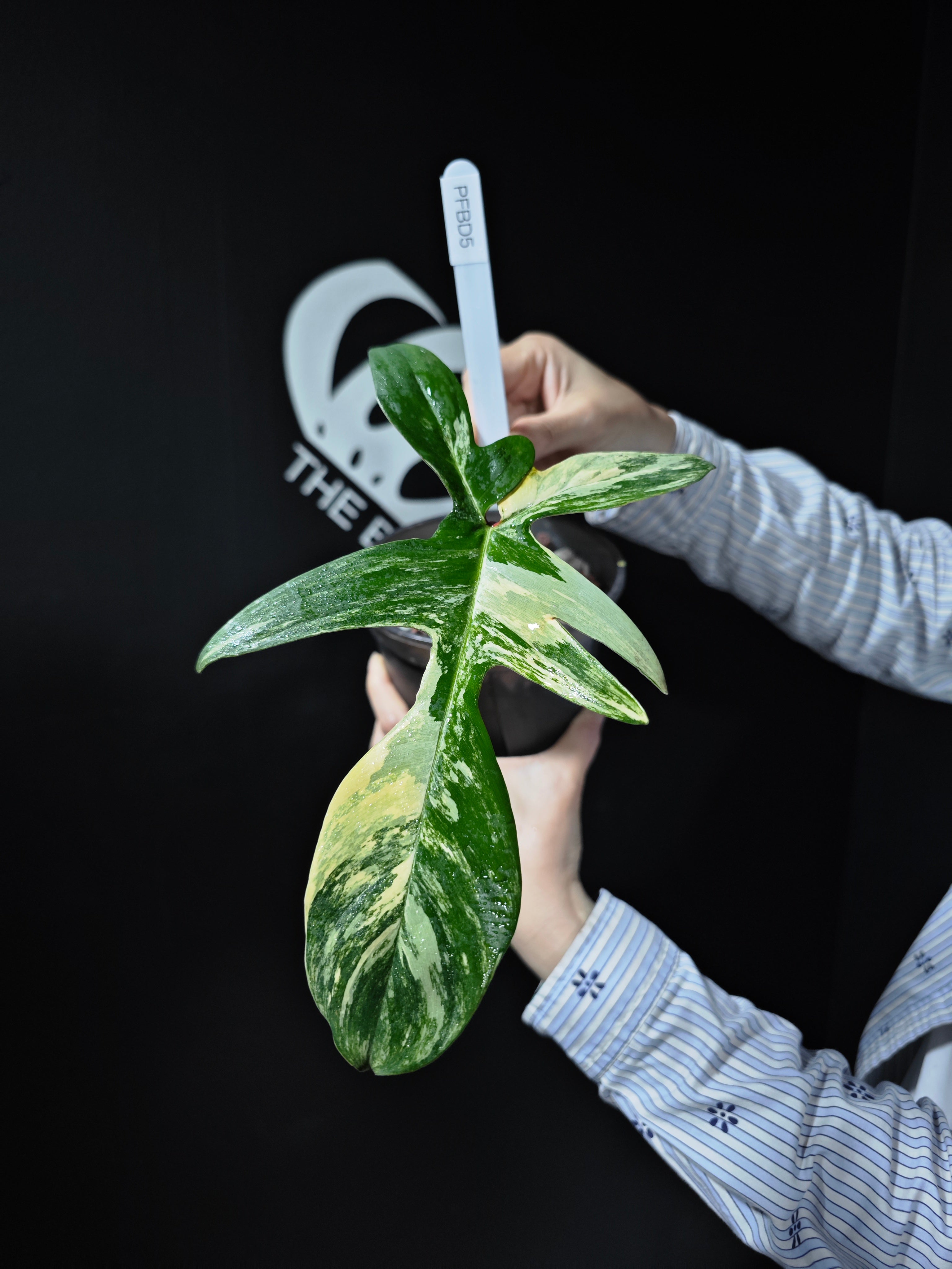 r*n様 510 斑入り　Philodendron'Florida Beauty Philodendron Florida Beauty (4-6 Leaves) Highly Variegated