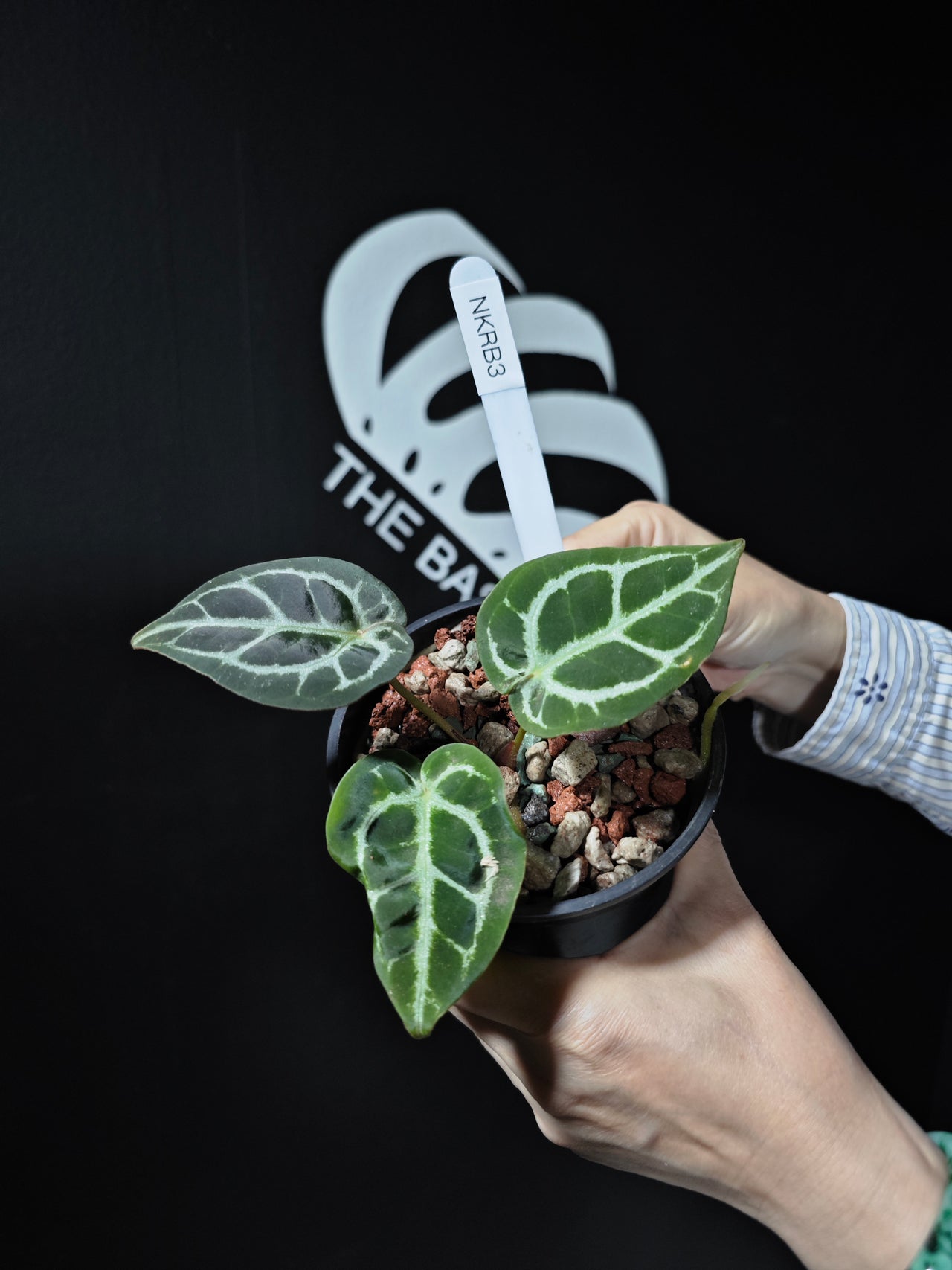 Anthurium King of Spades X Red Crystallinum S1 Seedling