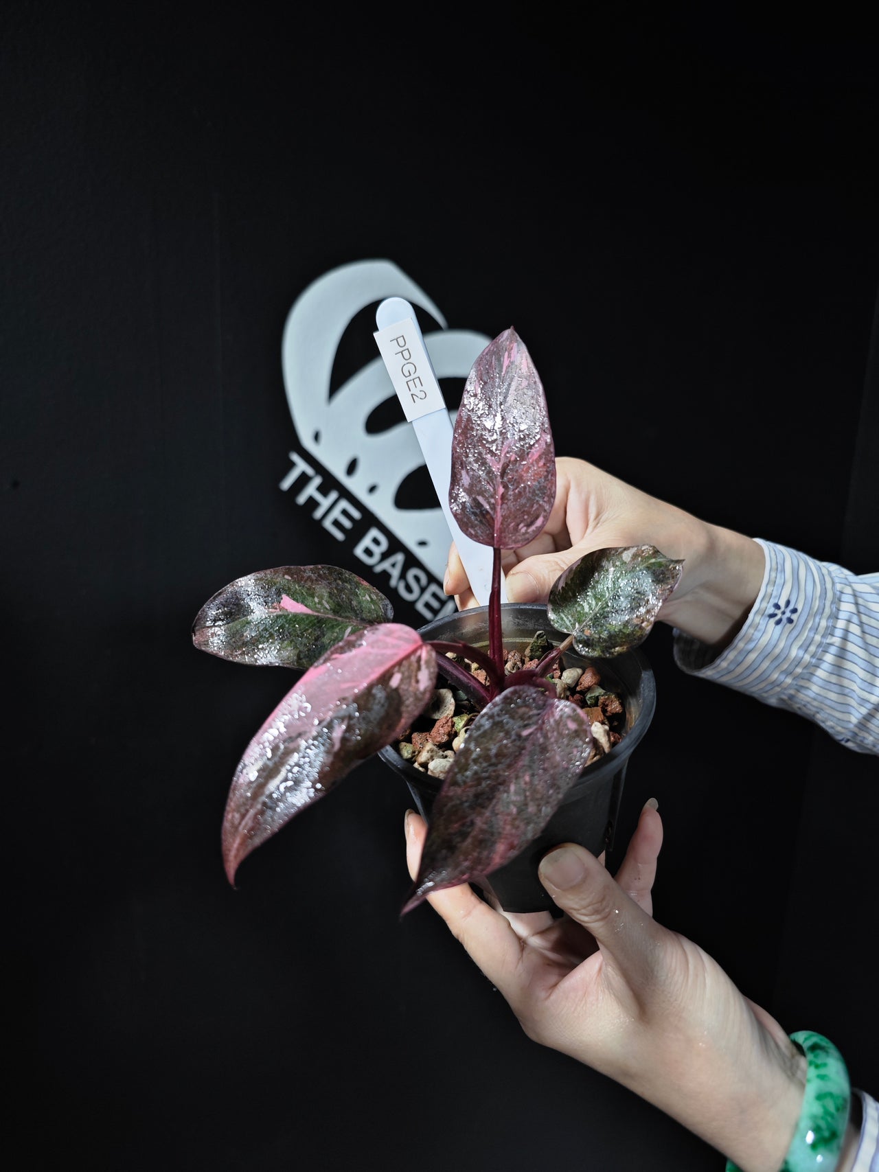 Philodendron Pink Princess Galaxy