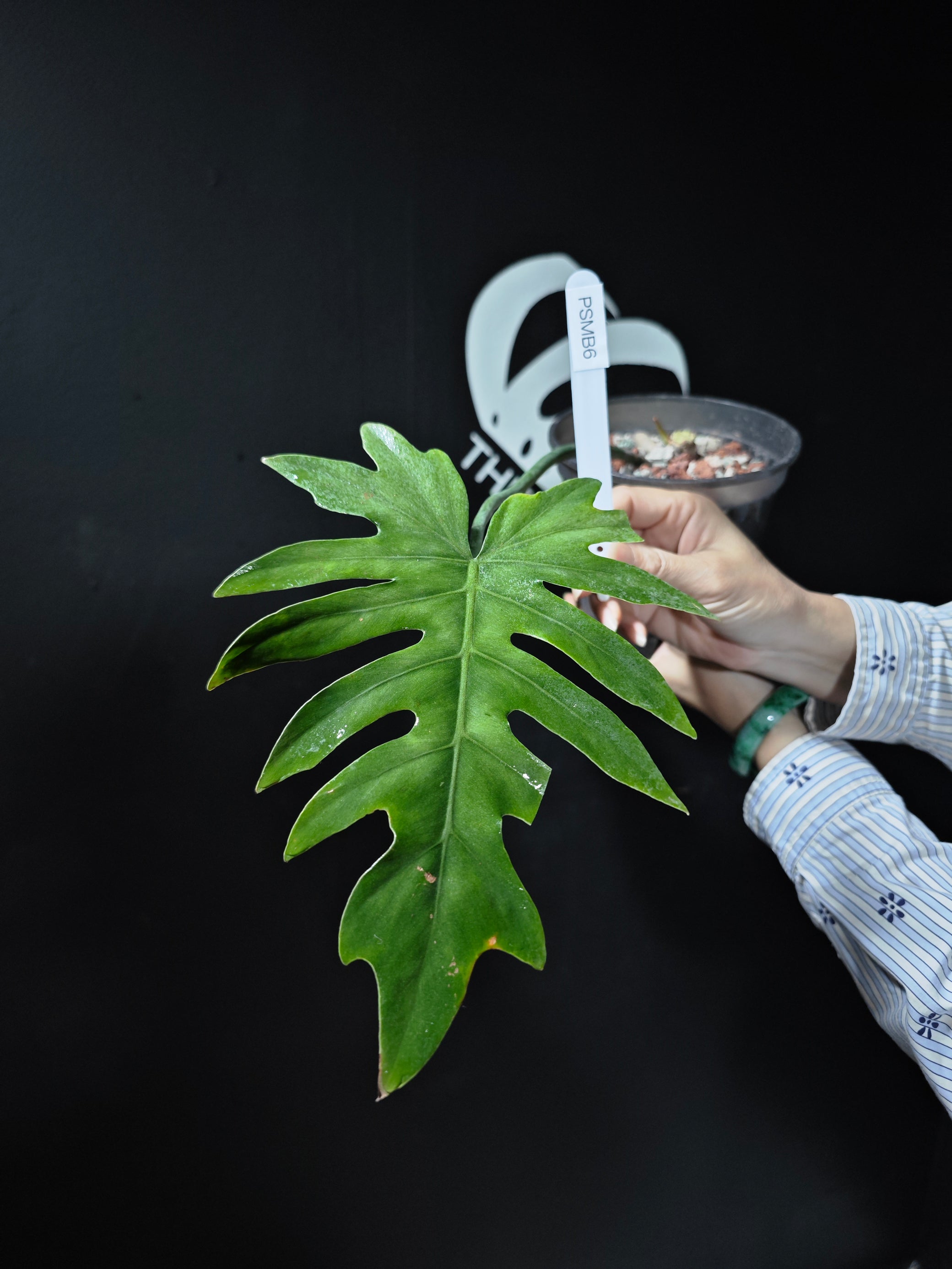 philodendron radiatum variegata Philodendron Radiatum Mint variegated