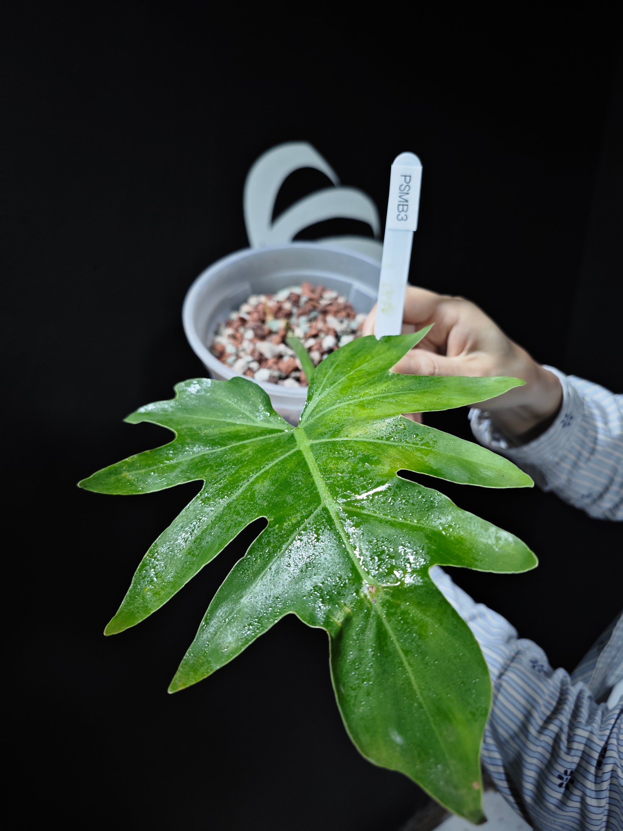 philodendron radiatum vs mayoi Philodendron Radiatum Mint variegated