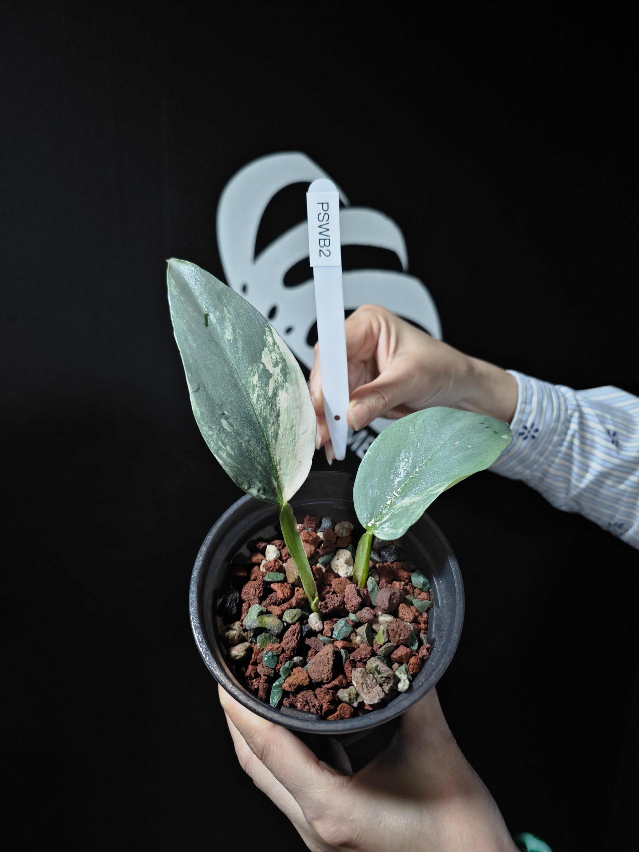 philodendron silver sword variegated Philodendron Silver Sword Variegated