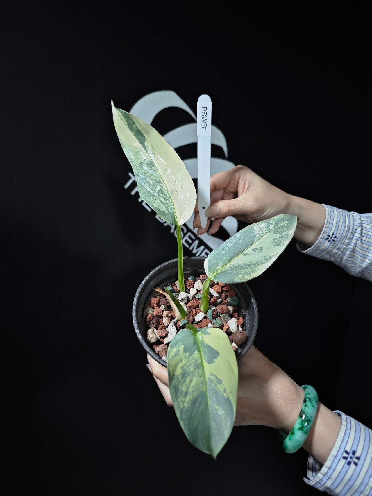 Philodendron Silver Sword Variegated