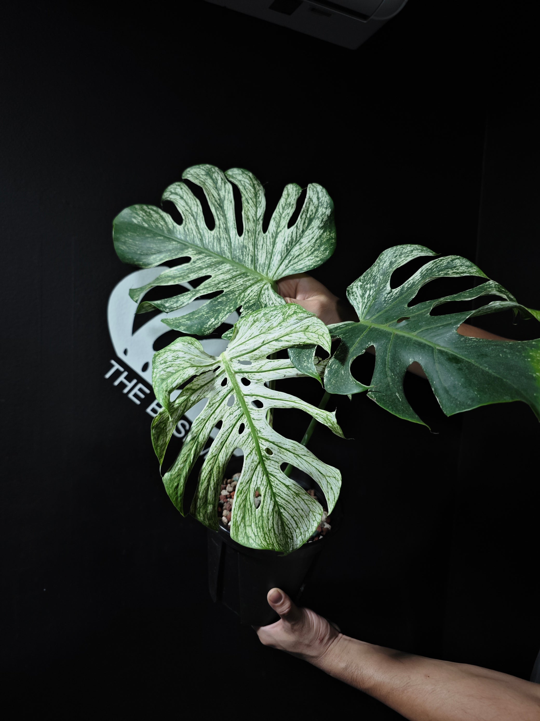 monstera devil monster for sale Monstera Devil Monster