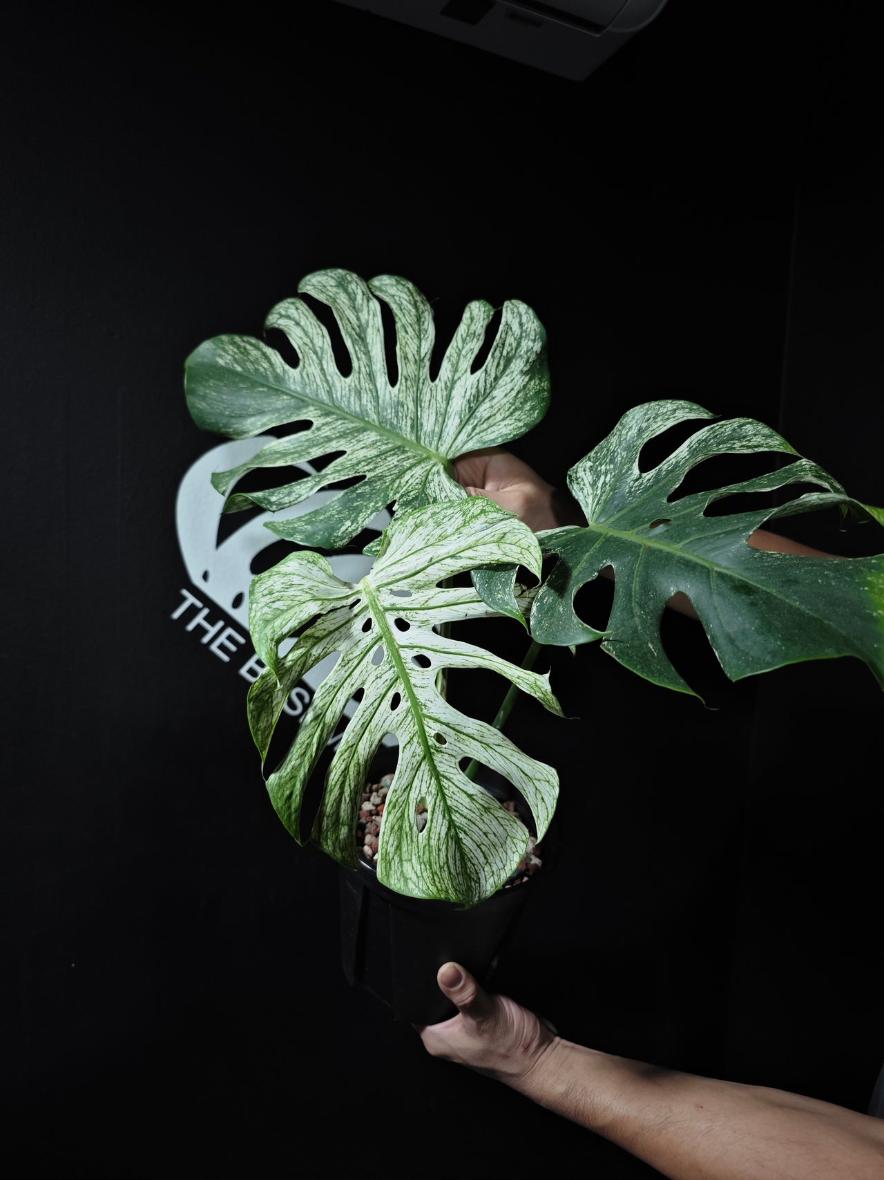 Monstera Devil Monster