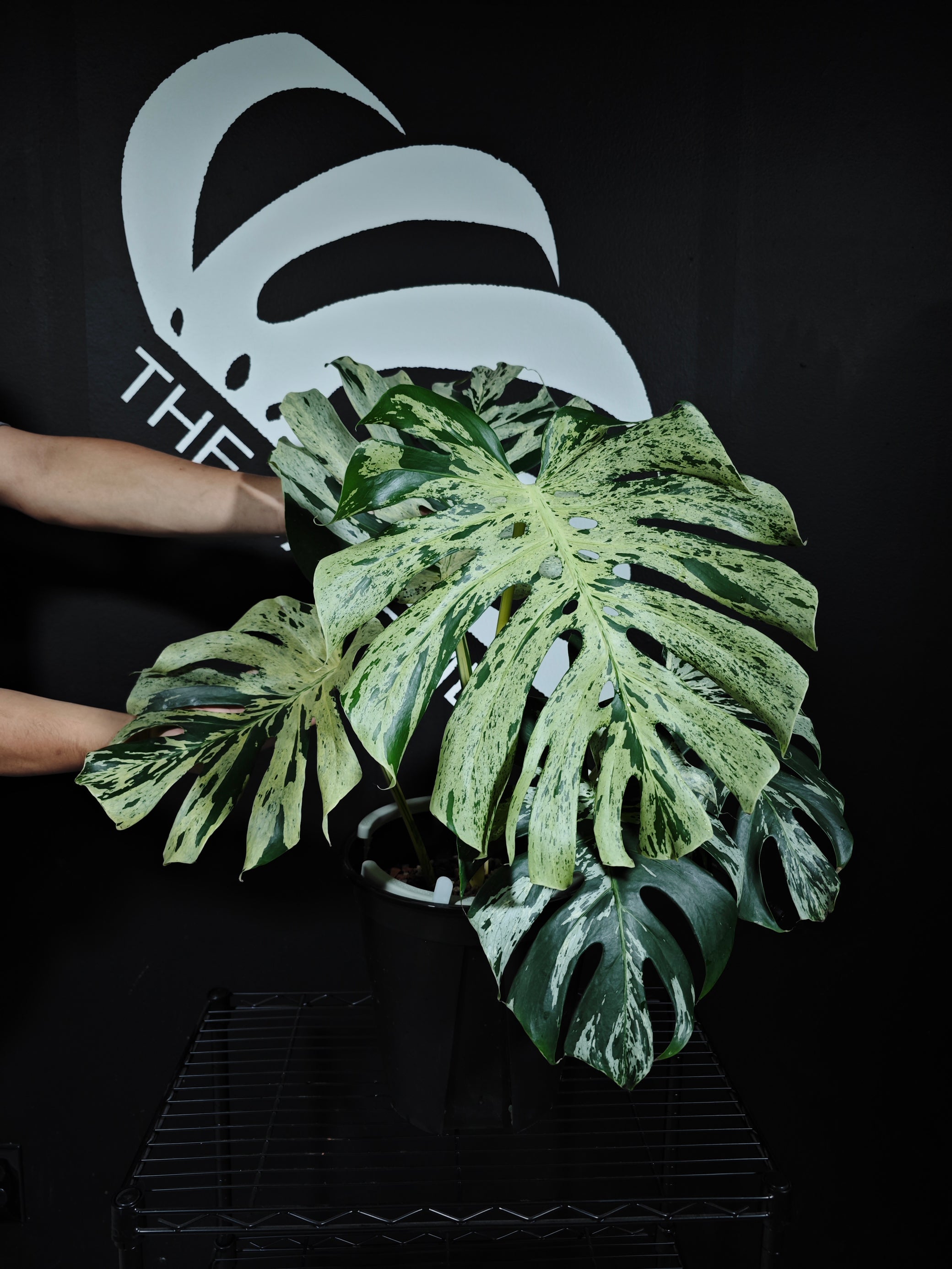 monstera plant to buy Monstera Deliciosa Bulbasaur