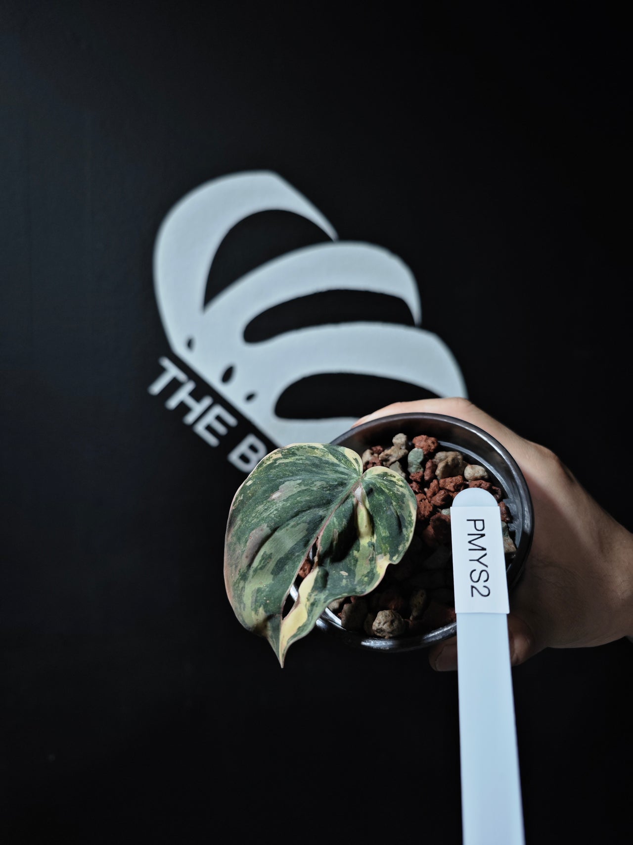 Philodendron Mican Aurea Variegated