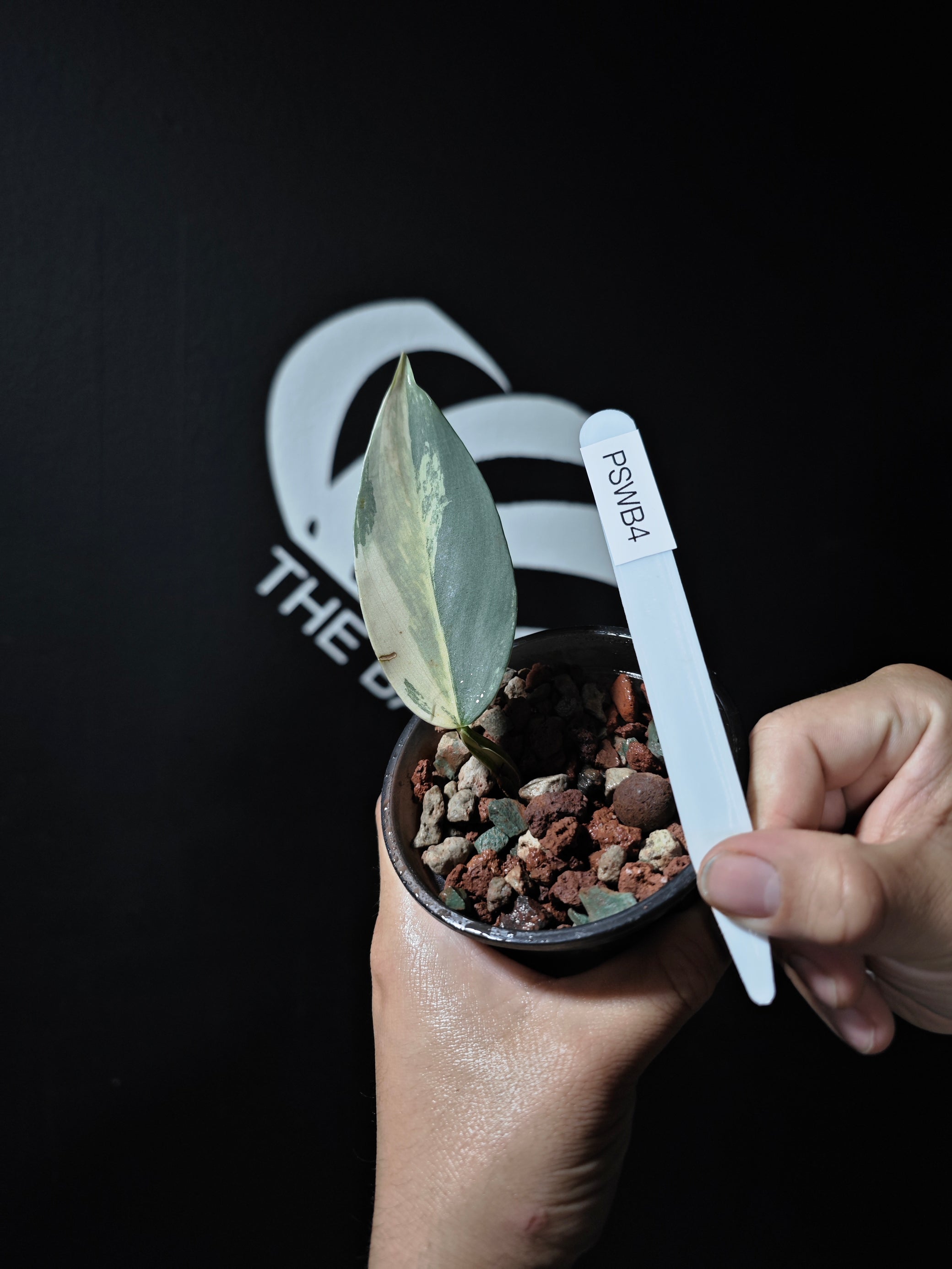 variegated philodendron silver sword Philodendron Silver Sword Variegated