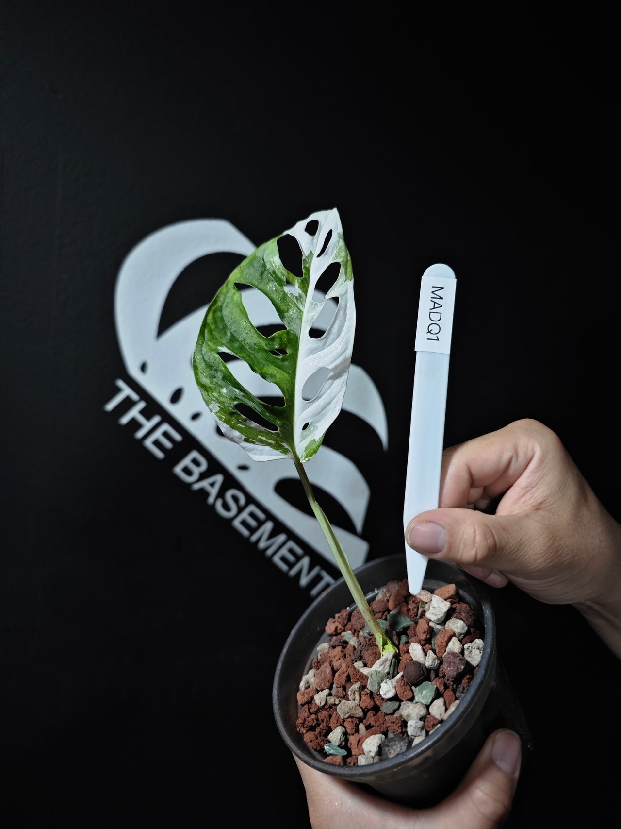 Monstera Adansonii Albo - thebasements.us