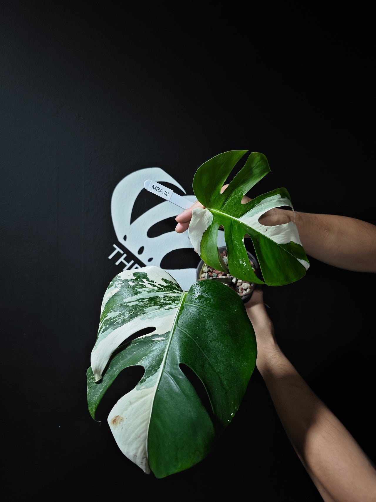 Monstera Borsigiana Albo - thebasements.us