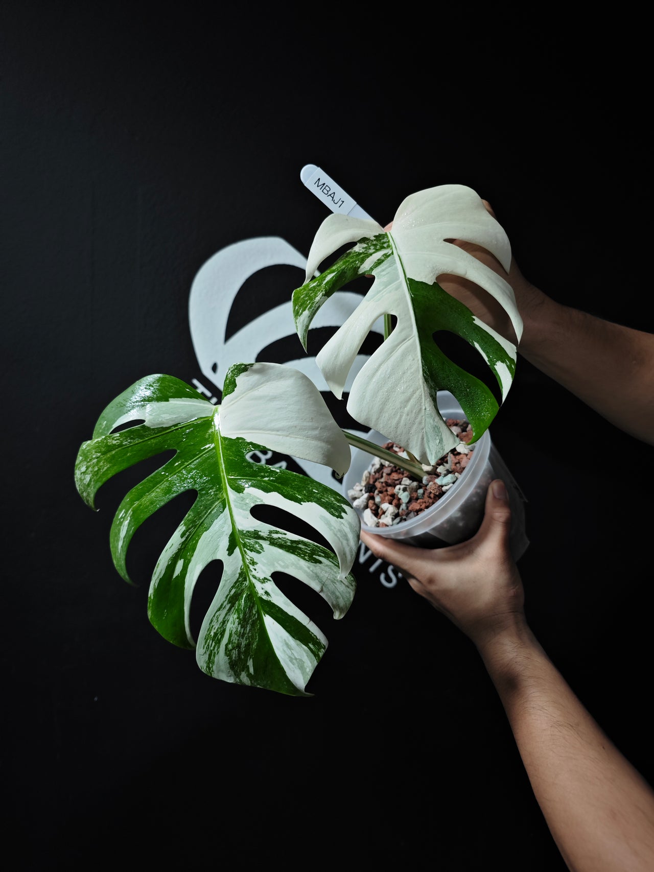 Monstera Borsigiana Albo