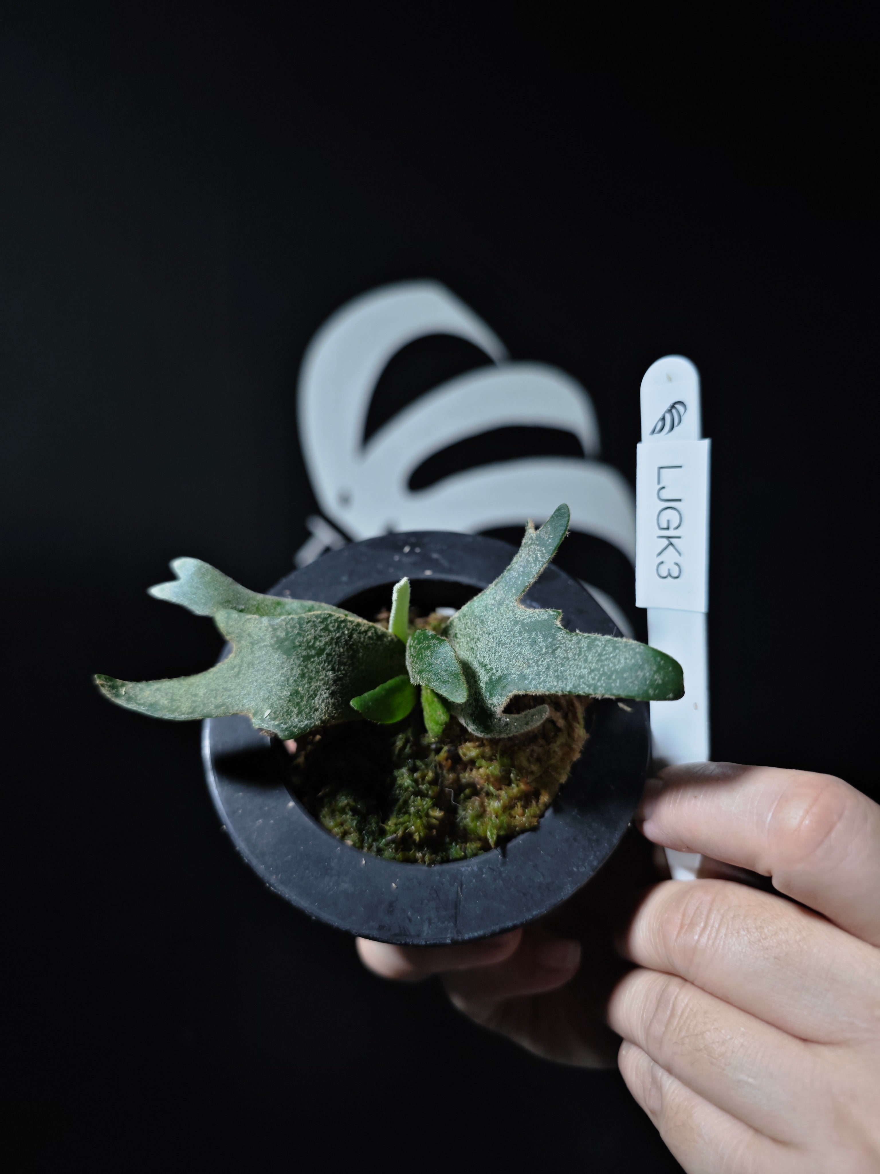 Platycerium Willinckii Dwarf “Jade Gril” Sporeling