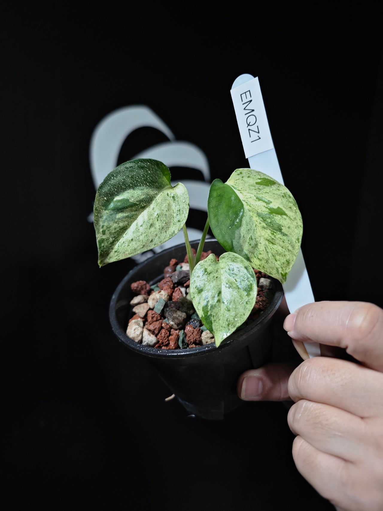 Epipremnum Pinnatum Marble Queen