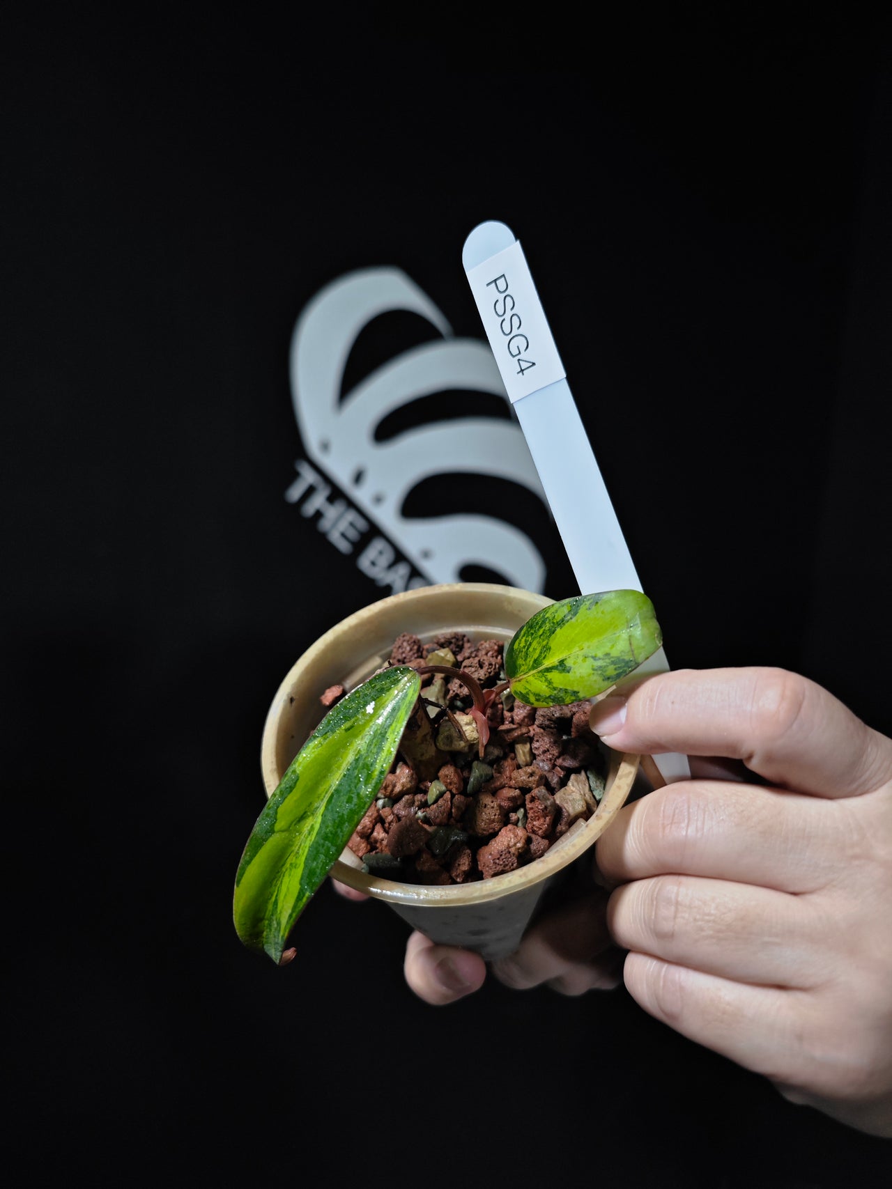 Philodendron Strawberry Shake - thebasements.us