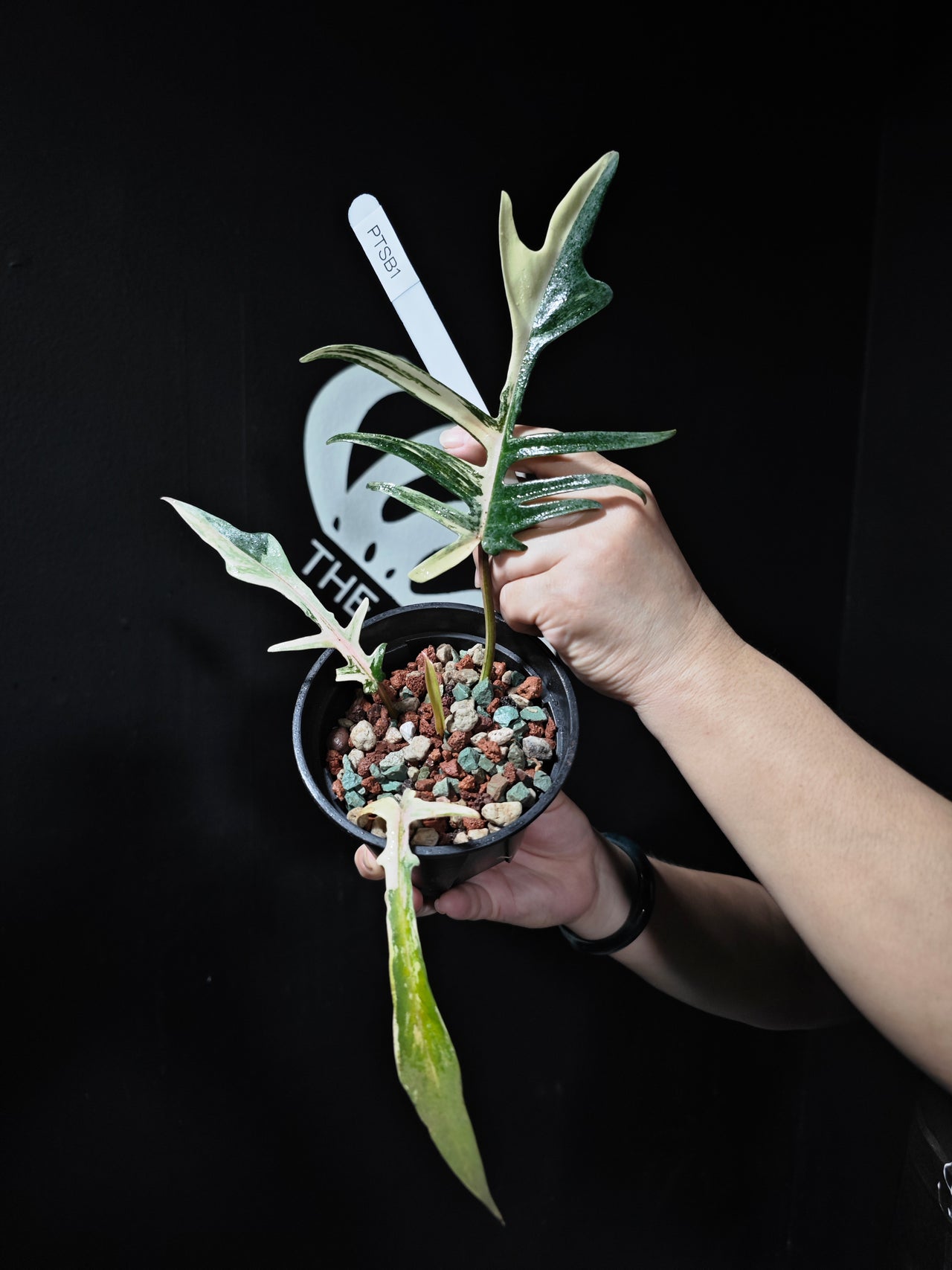 Philodendron Florida Beauty x Tortum Variegated