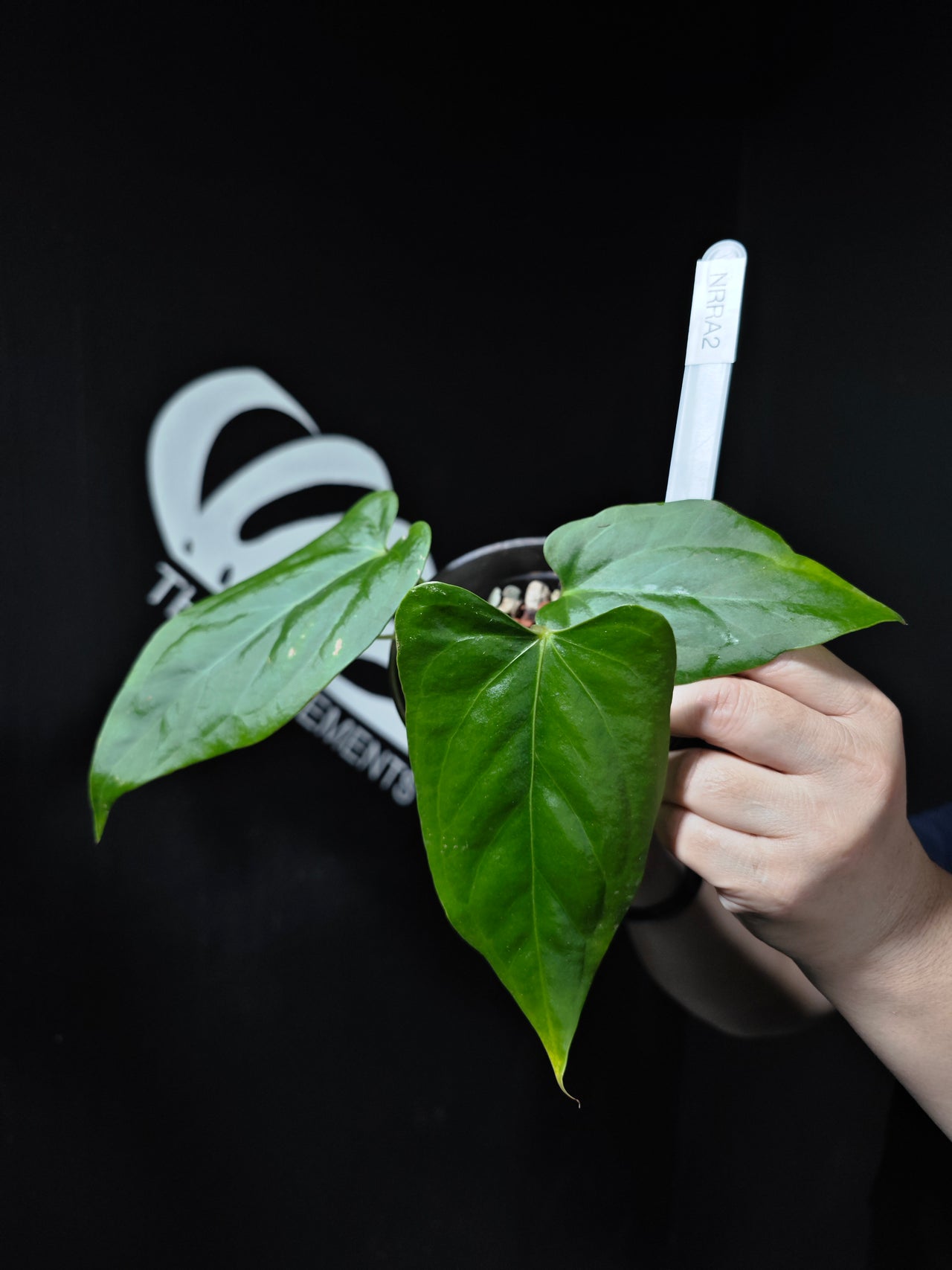 Anthurium (Red Magnificum x Red Dorayaki) x Sp. Napo