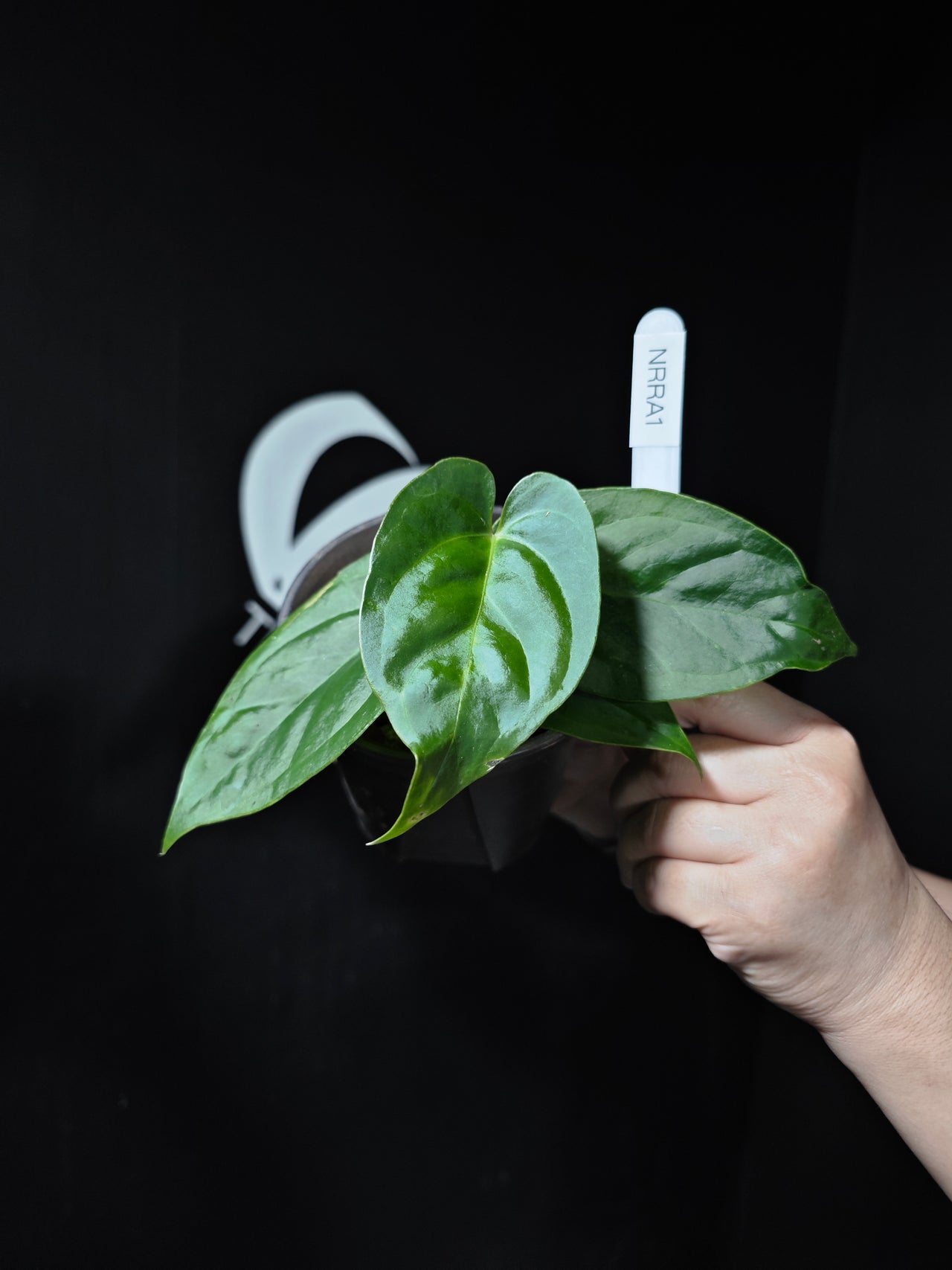 Anthurium (Red Magnificum x Red Dorayaki) x Sp. Napo