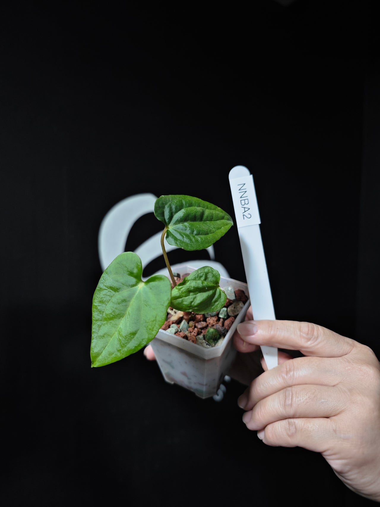 Anthurium Sp Nov DF x Antolakii (BVEP) (Justin)