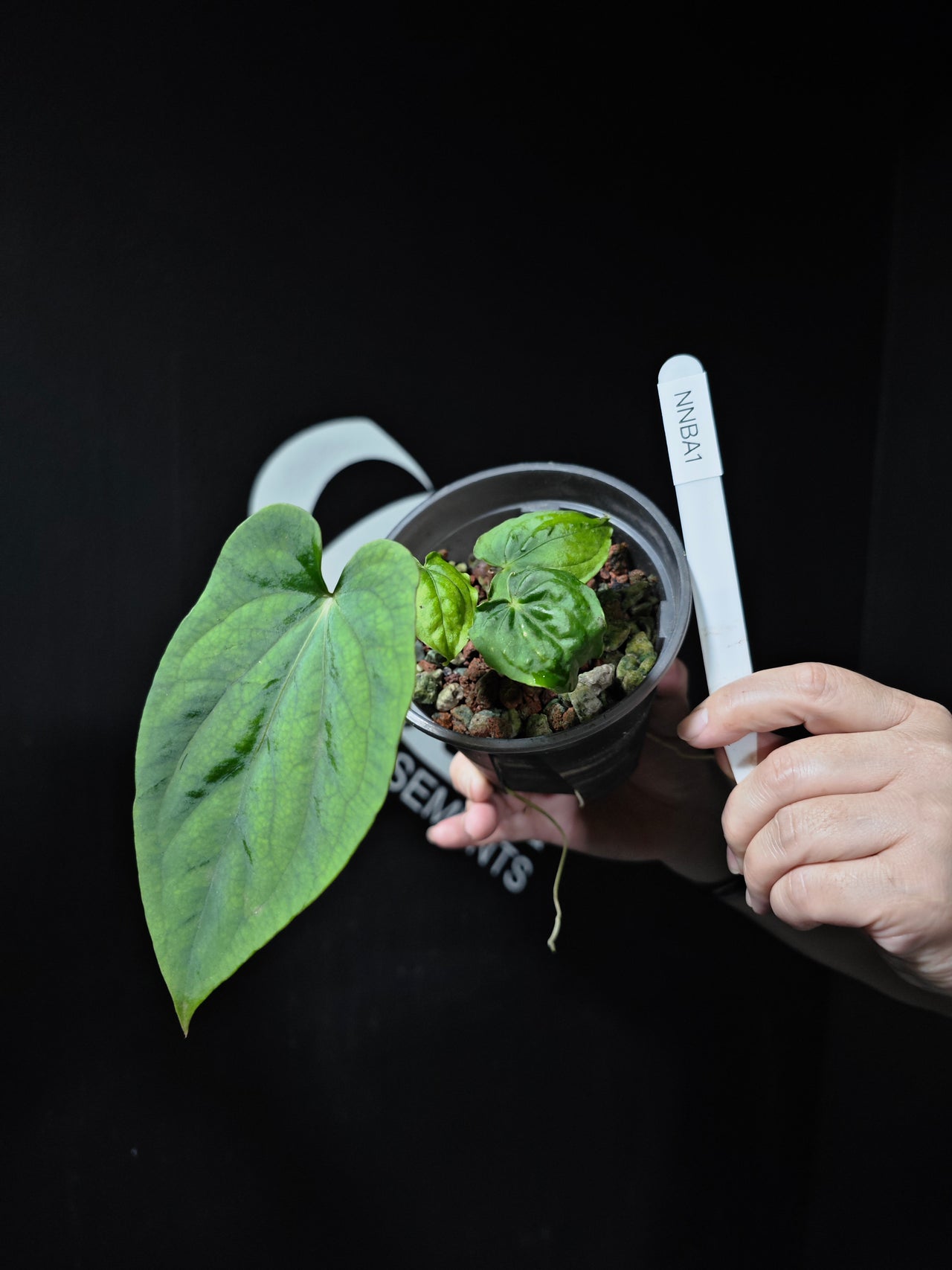Anthurium Sp Nov DF x Antolakii (BVEP) (Justin)