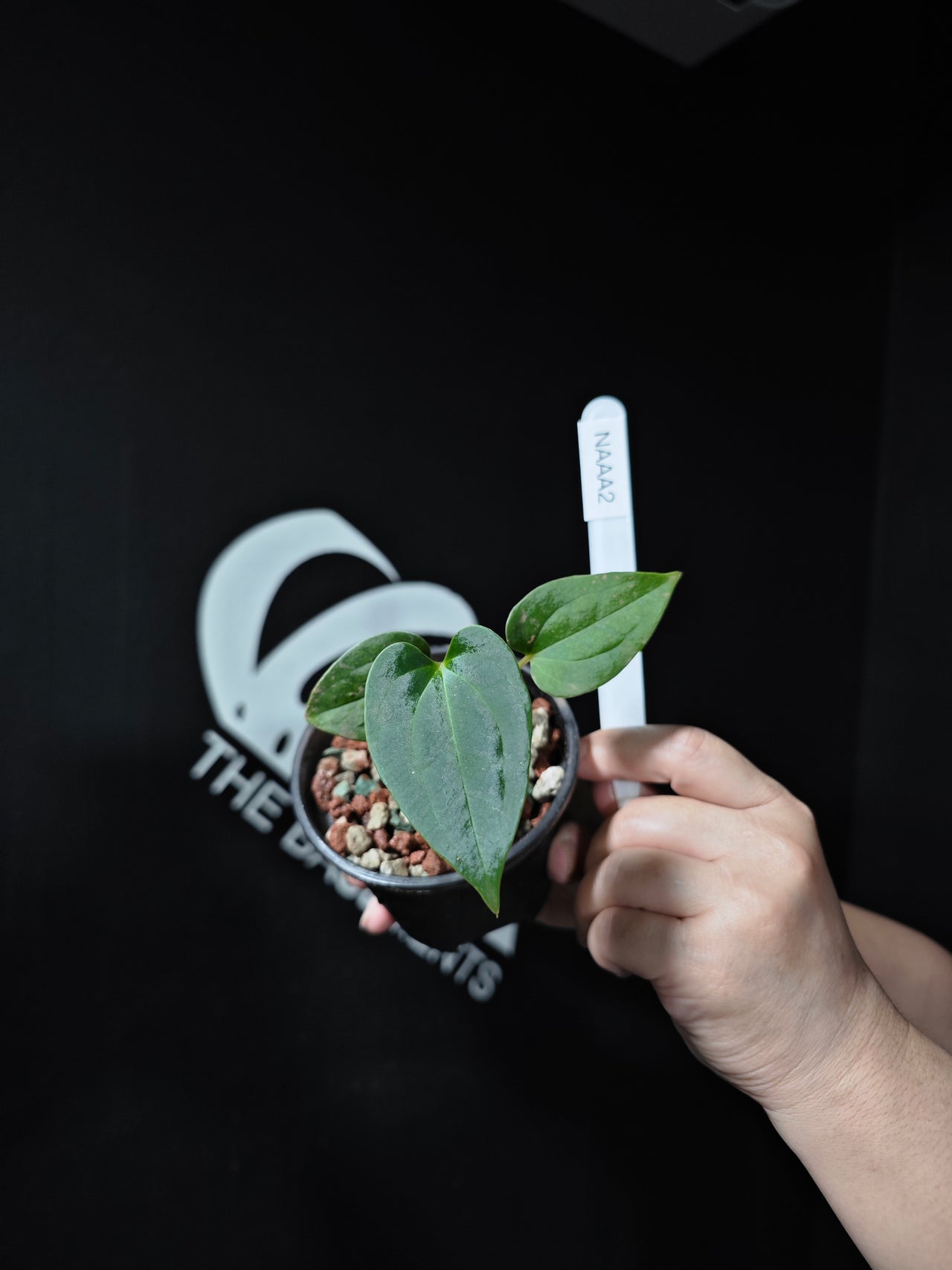 Anthurium Ace of Spade x Papilliaminum