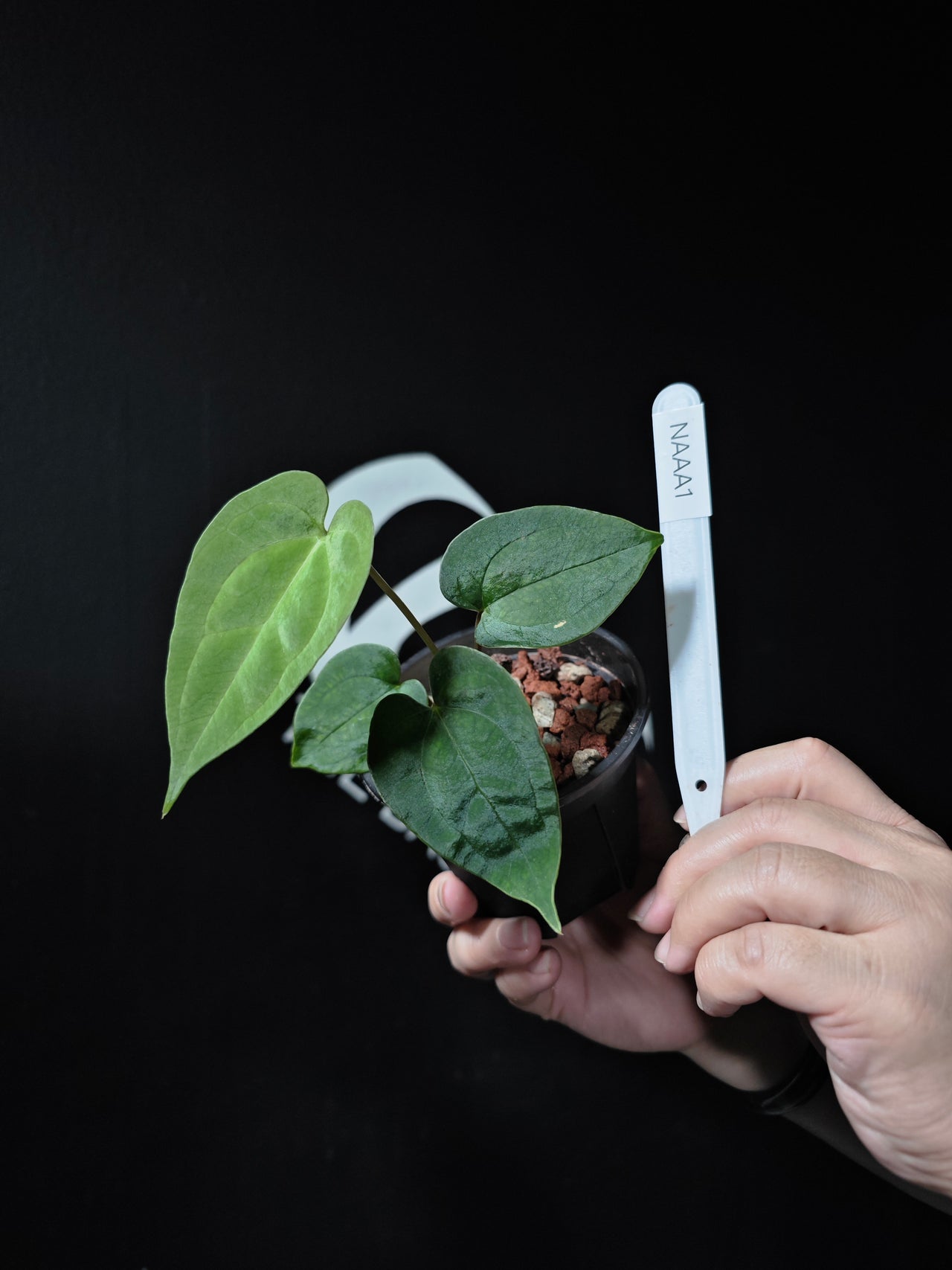 Anthurium Ace of Spade x Papilliaminum