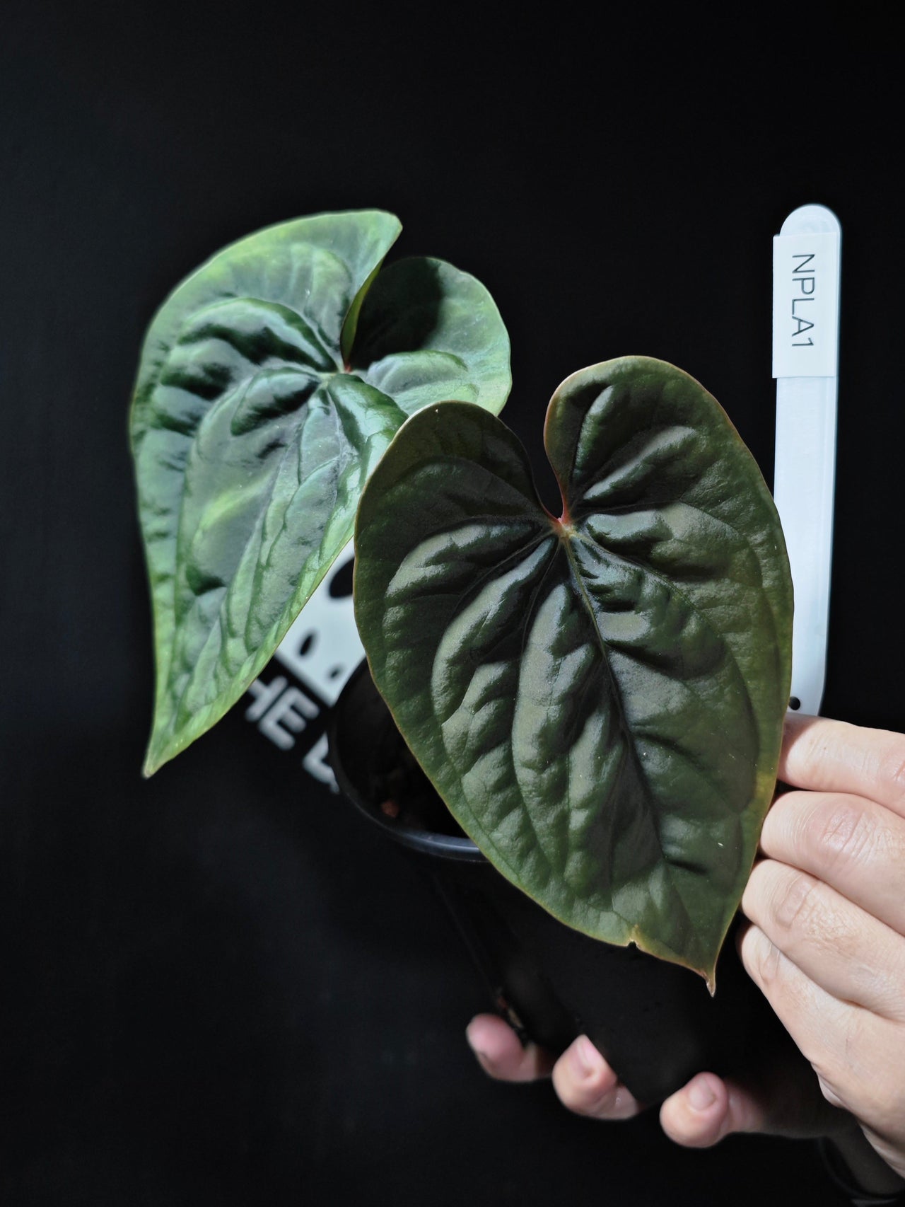 Anthurium Papilliaminum x Luxurians (Scott)