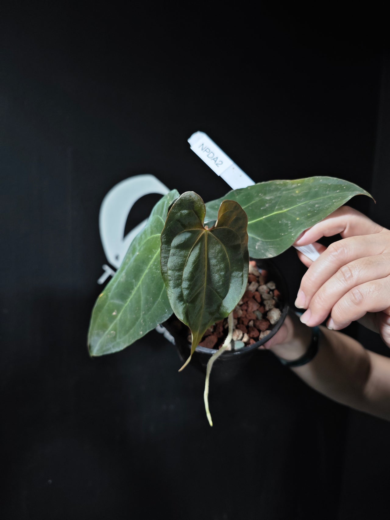 Anthurium Papilliaminum x Dressleri