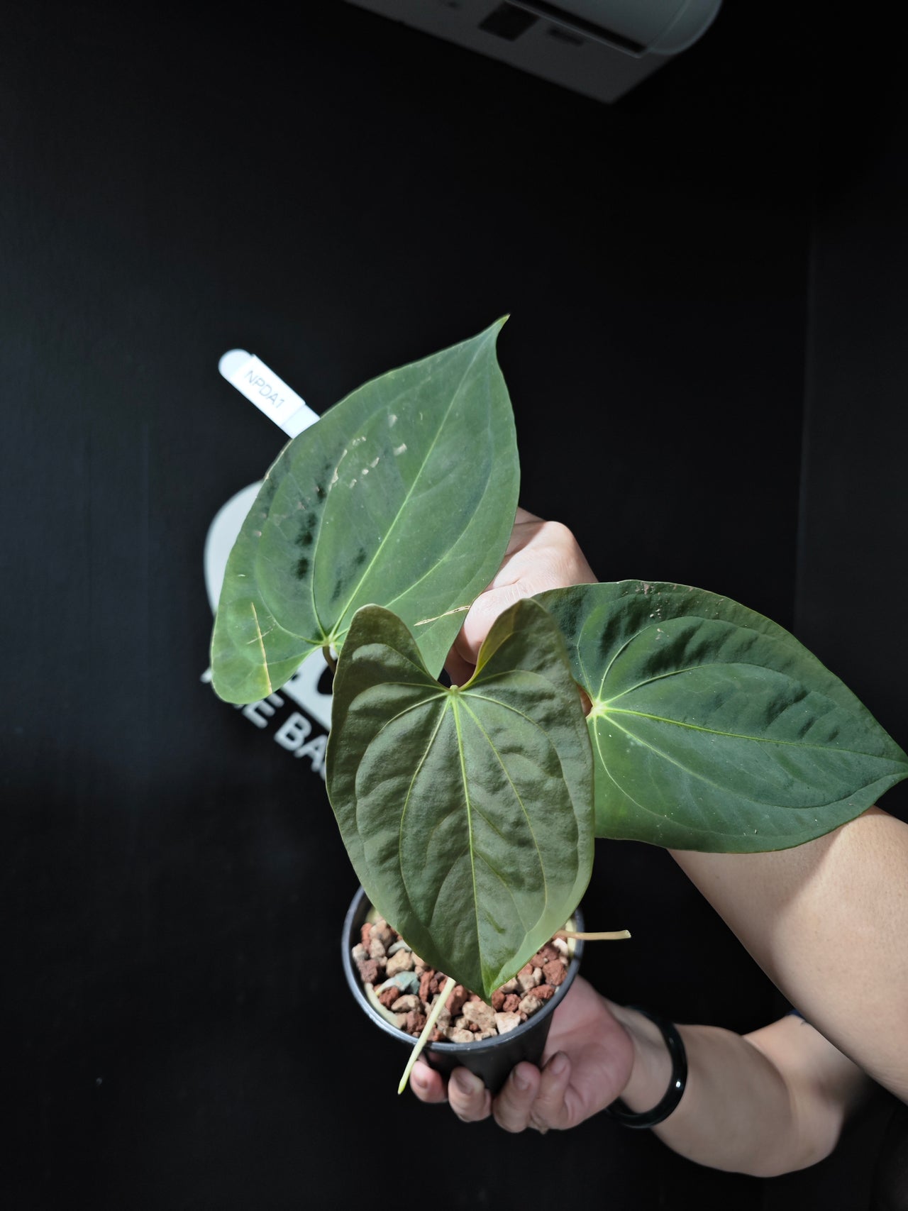 Anthurium Papilliaminum x Dressleri