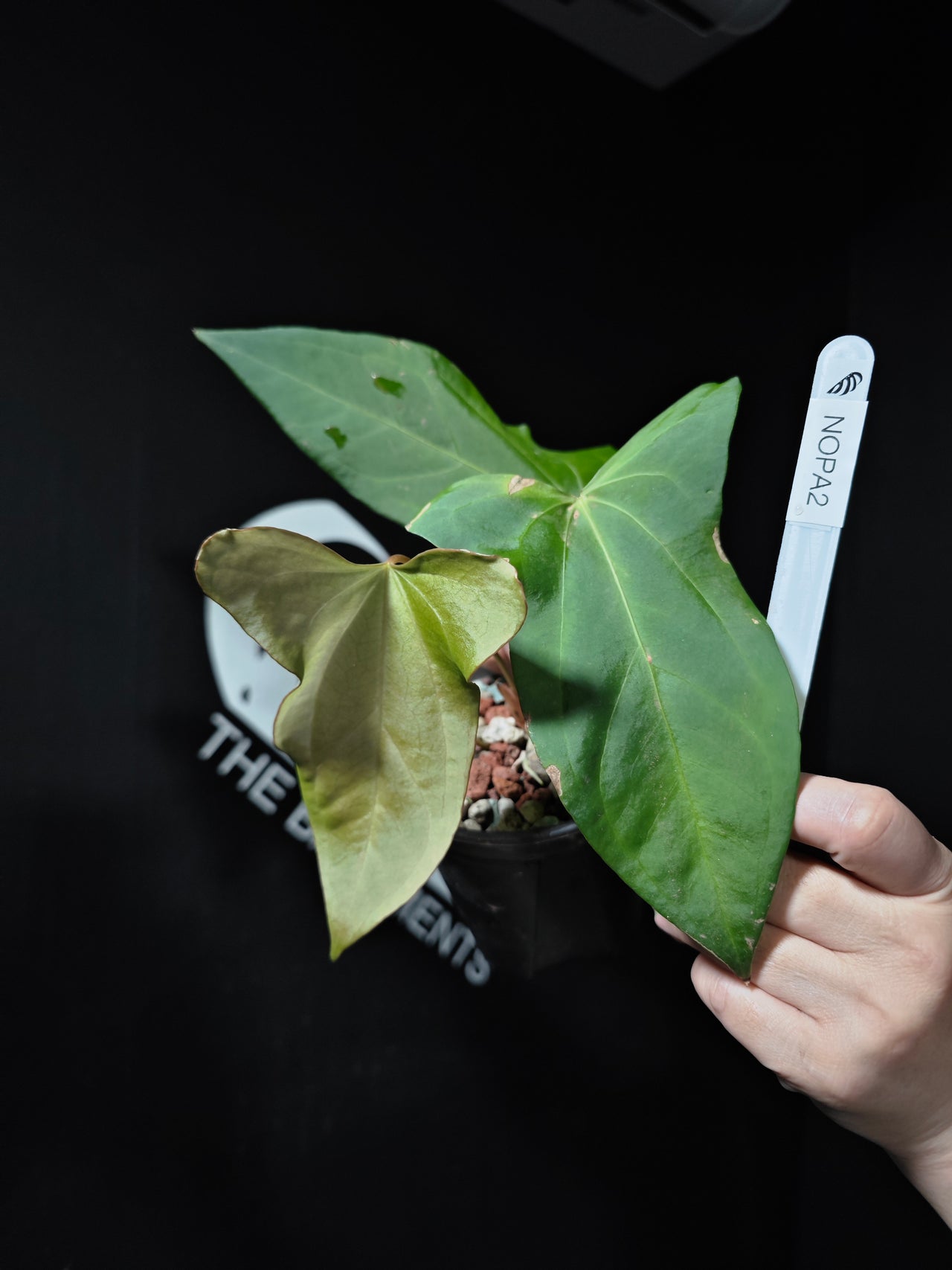 Anthurium Forgetti x Pinkleyi