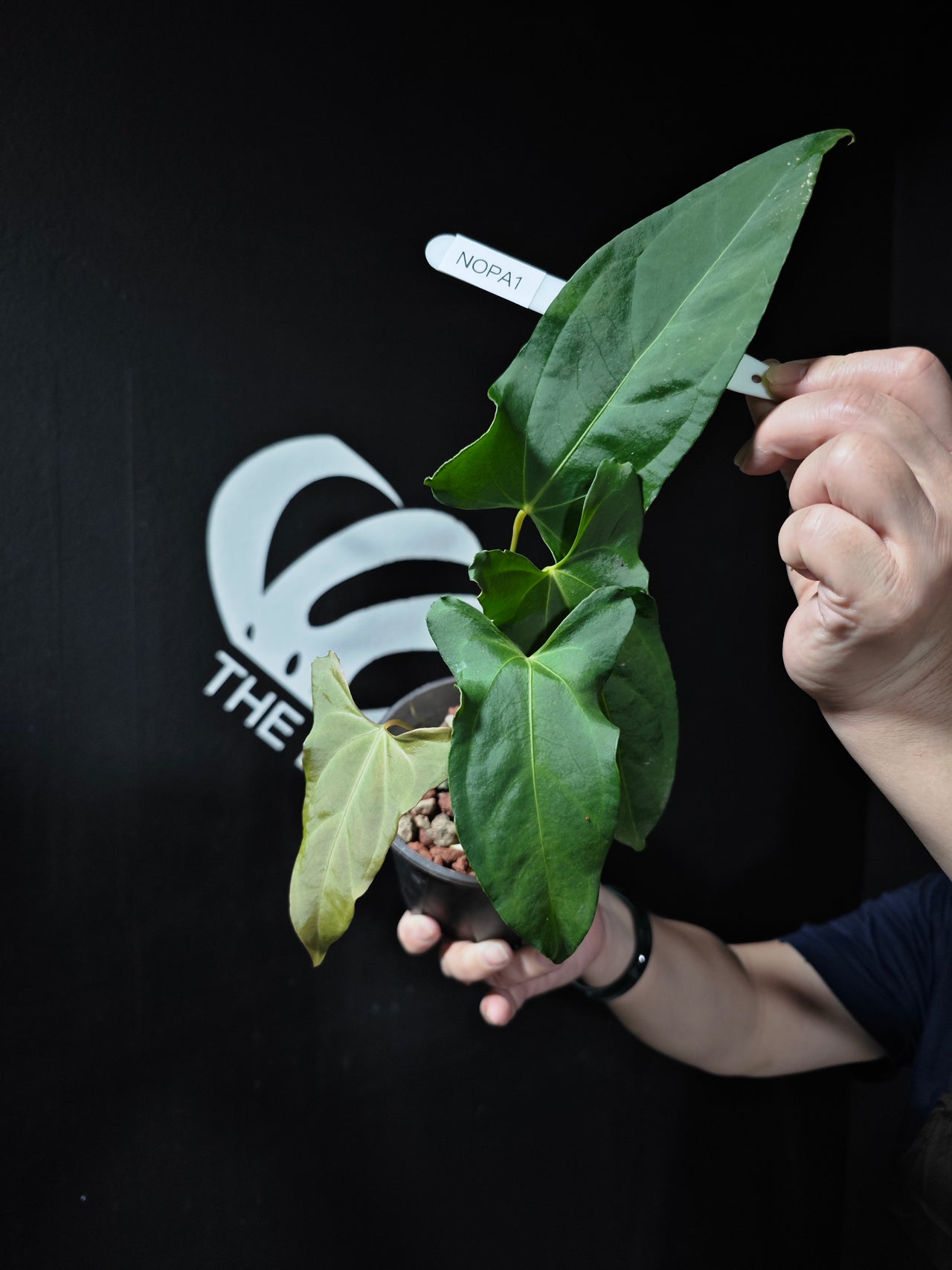 Anthurium Forgetti x Pinkleyi