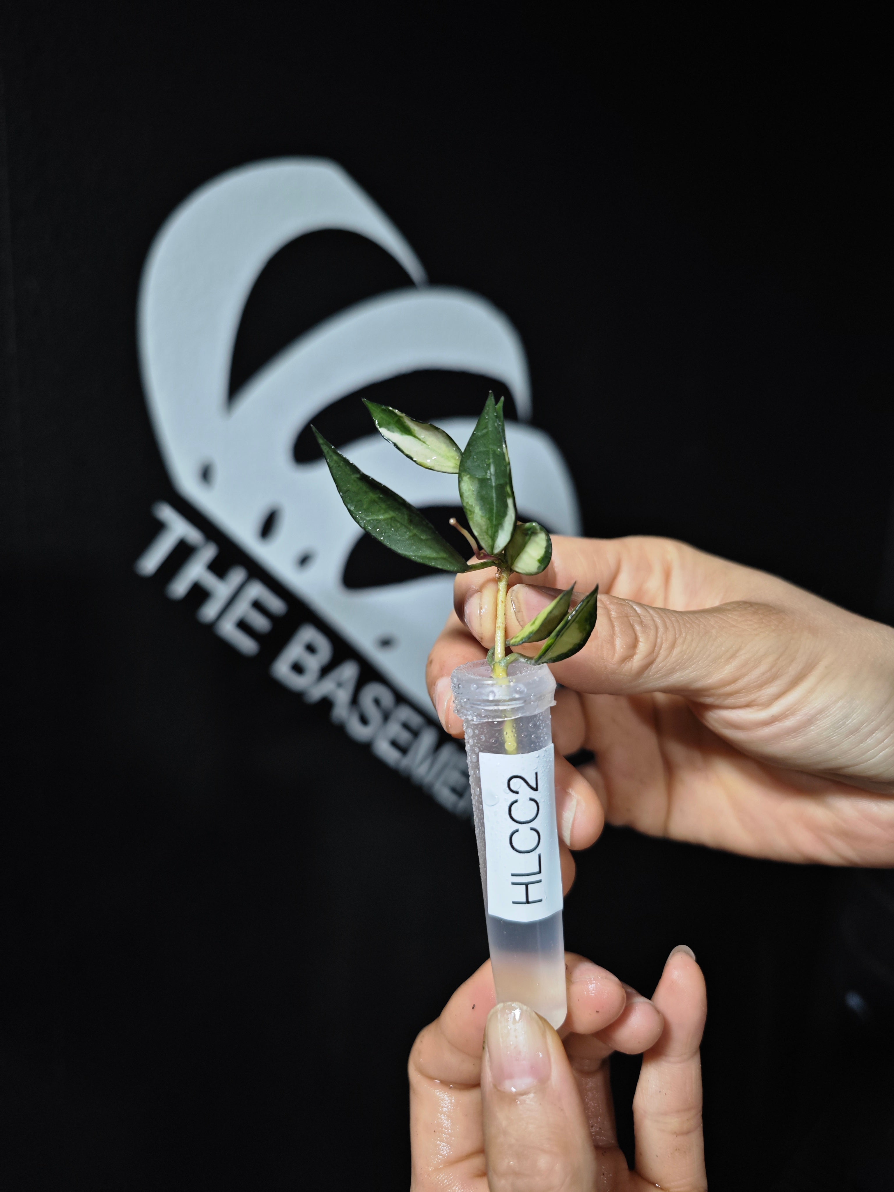 Hoya Lacunosa Variegated - thebasements.com