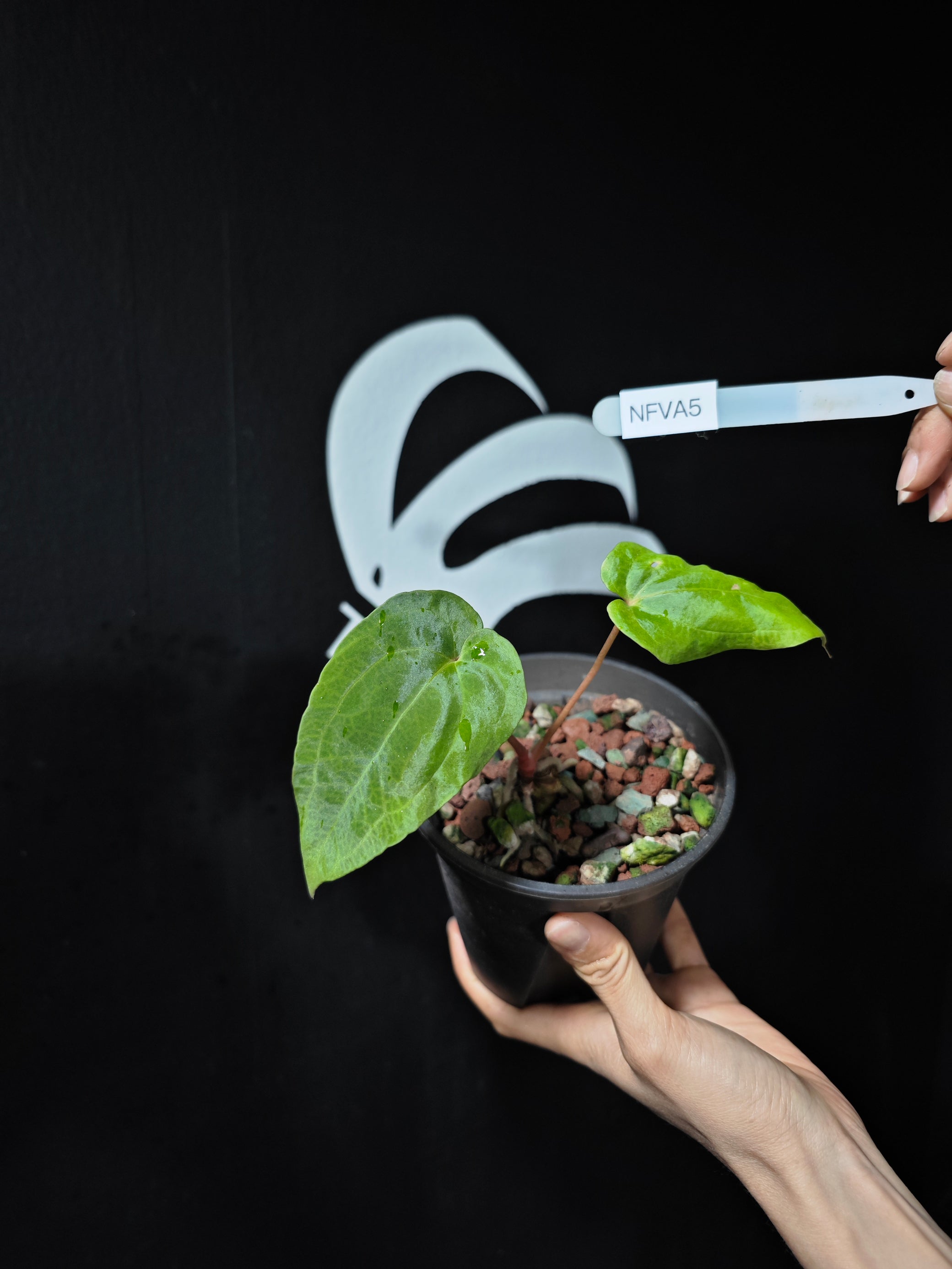 anthurium food Anthurium Papilliaminum Fort Sherman x Antolakii (BVEP) Seeding