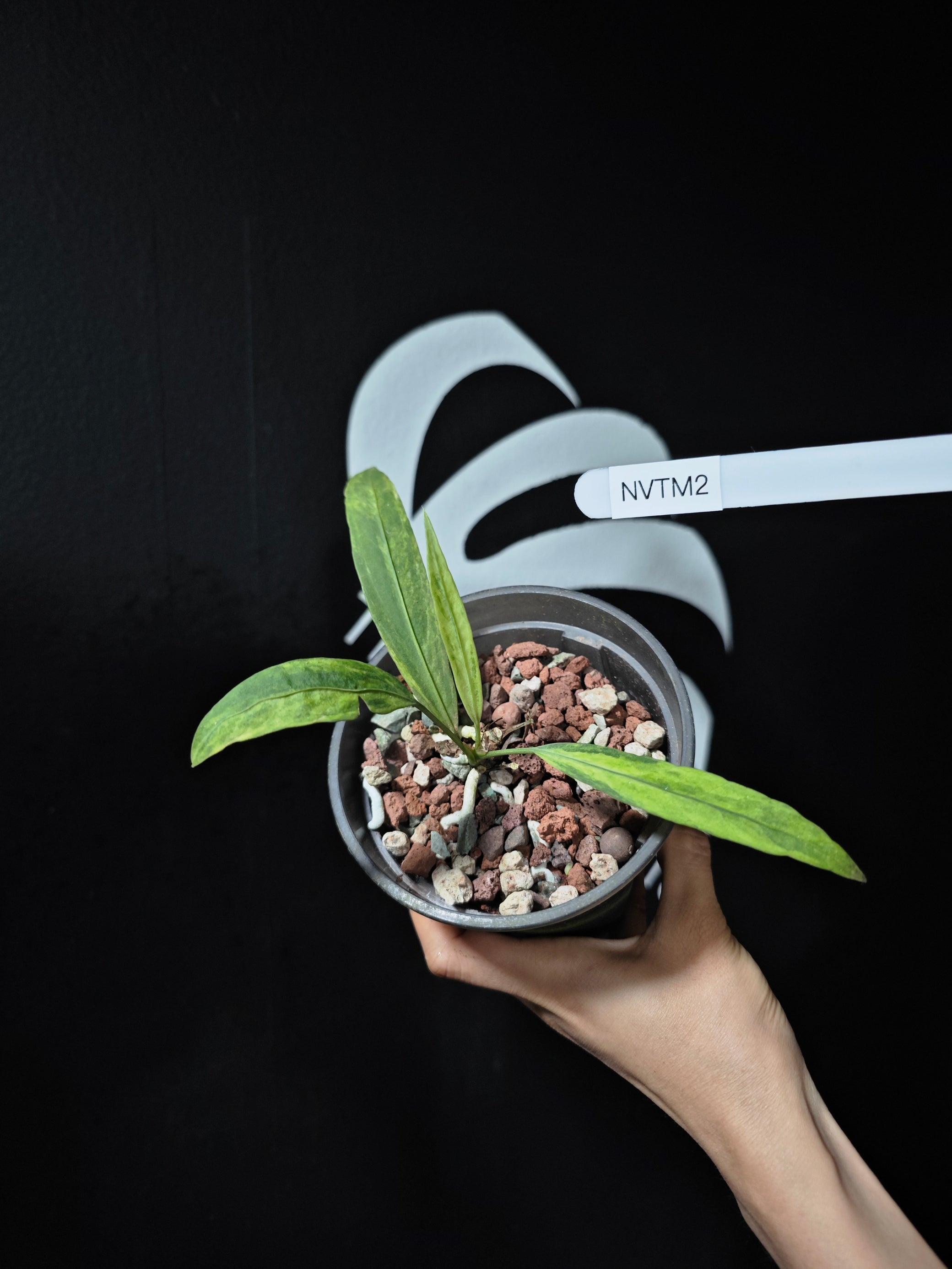 anthurium vittarifolium variegated care Anthurium Vittarifolium Variegated
