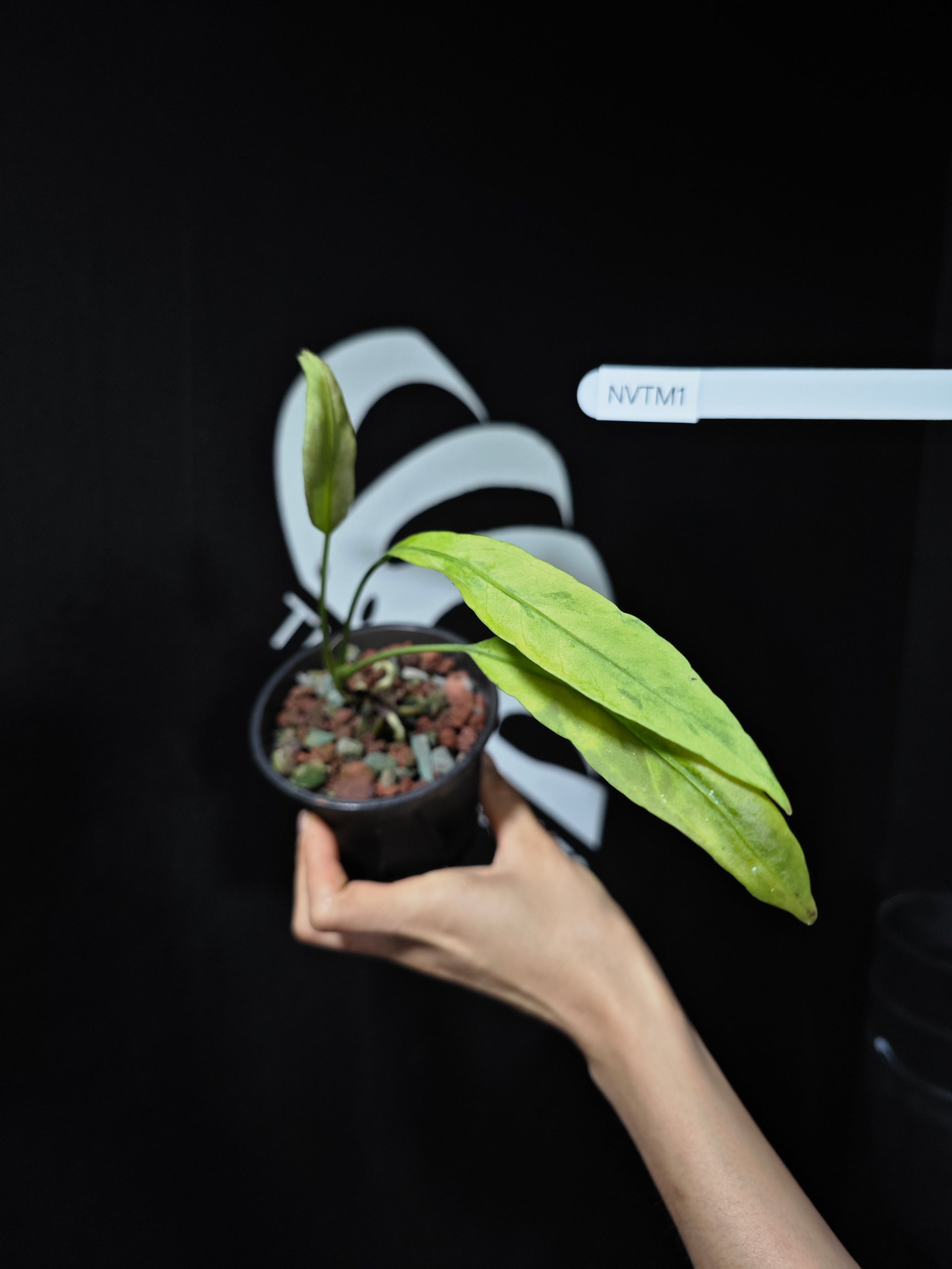 anthurium in new guinea Anthurium Vittarifolium Variegated