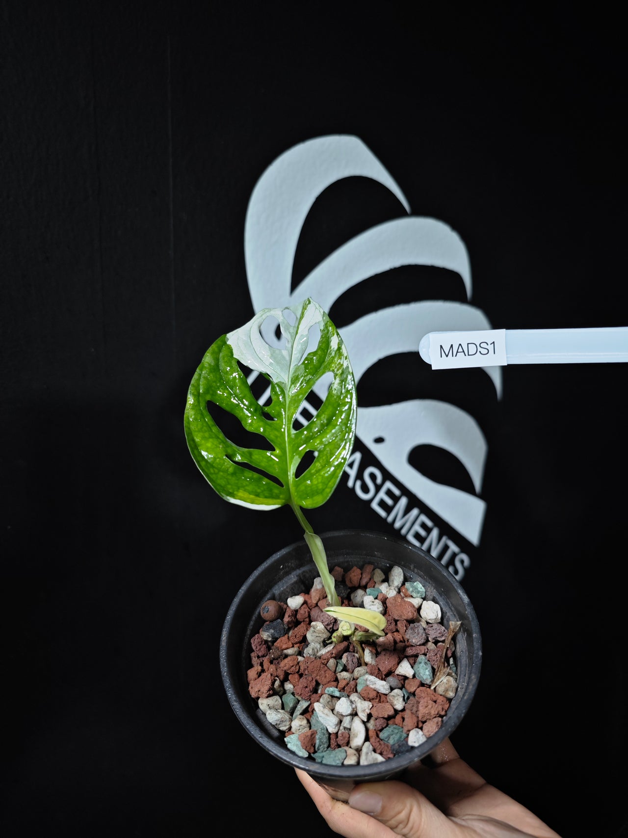 Monstera Adansonii Albo - thebasements.us