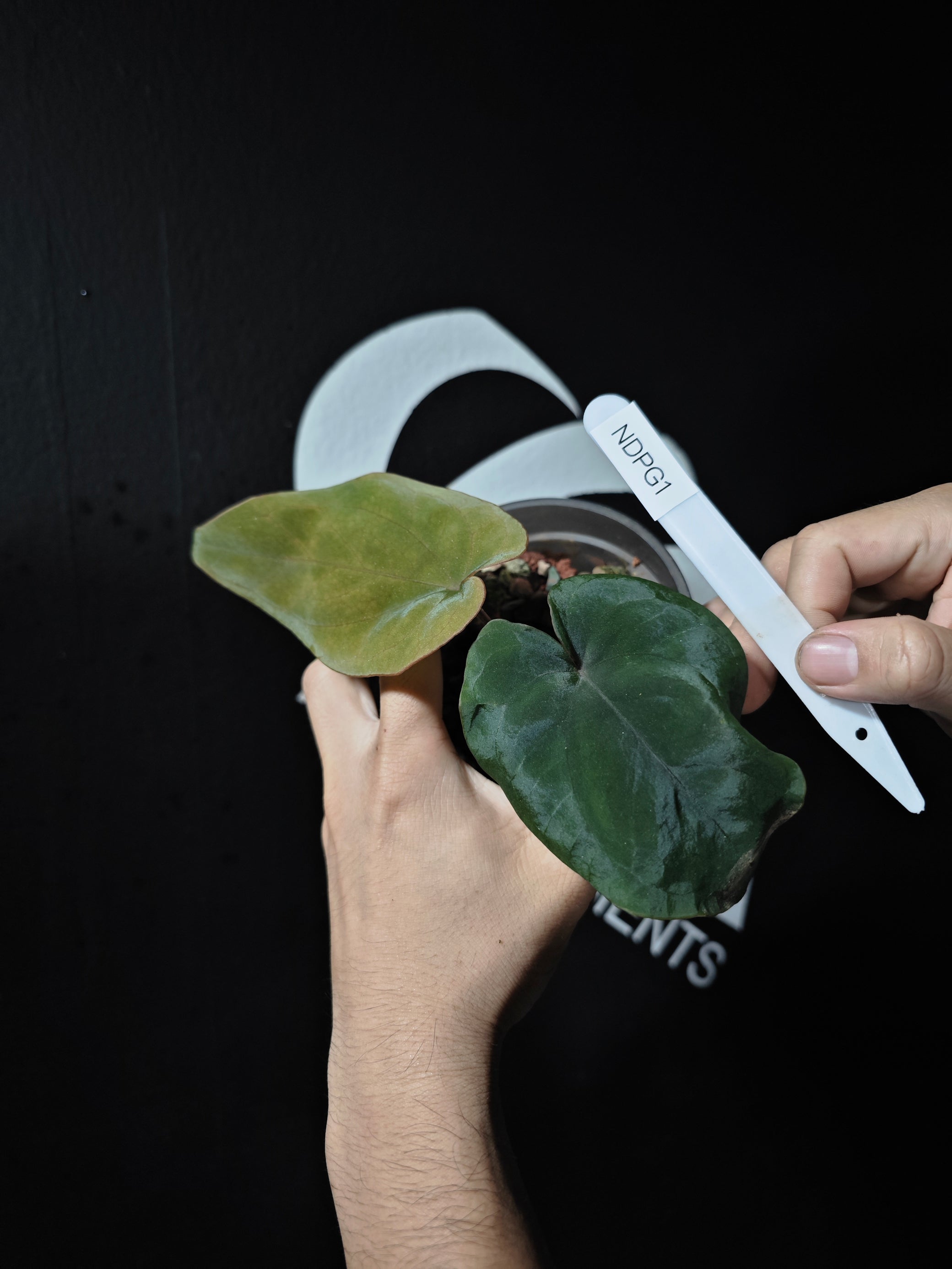 anthurium dressleri care Anthurium Dressleri Panama Premium Selected